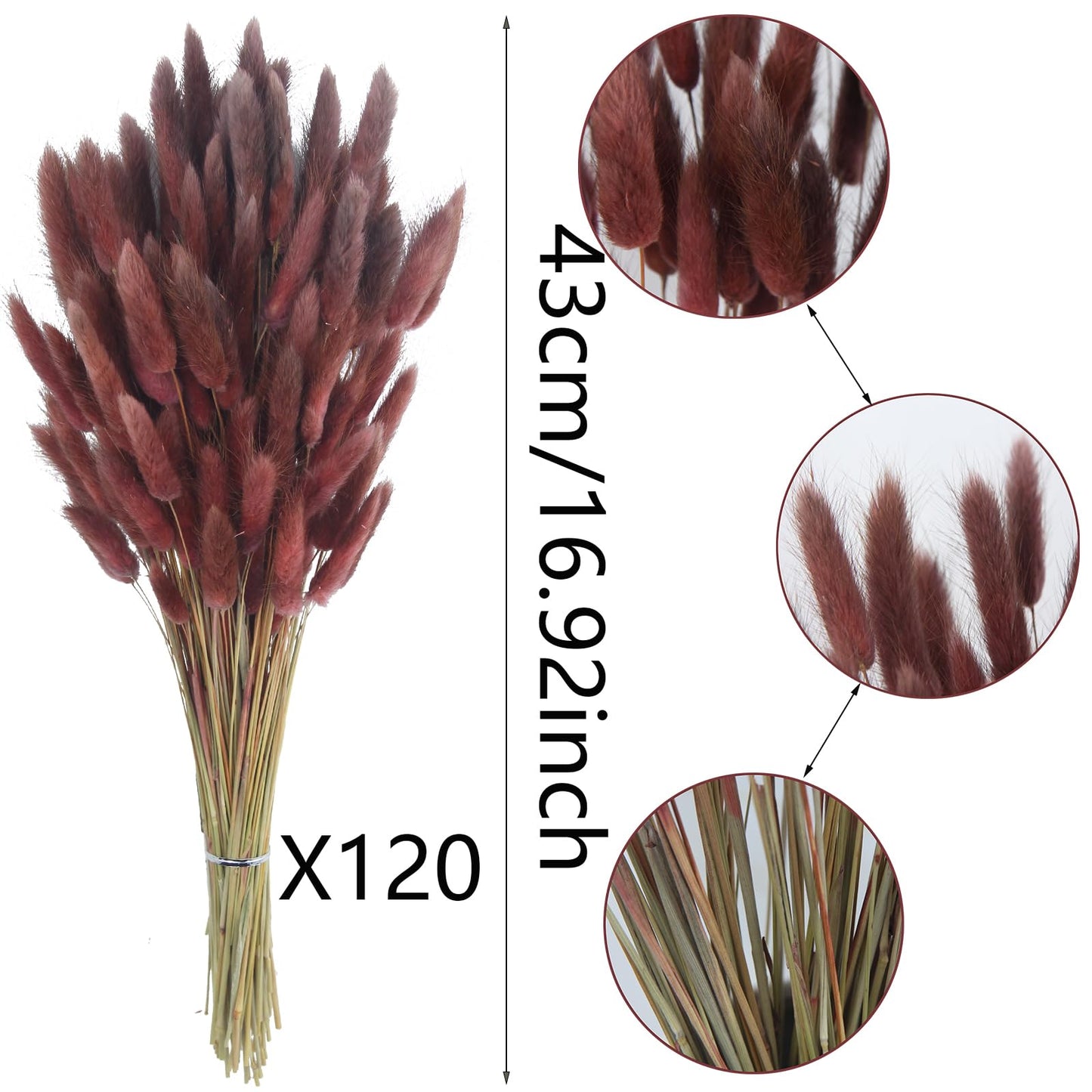 CITYES 120 Pcs Dried Bunny Tails Flower Lagurus Ovatus Natural Dried Flowers Rabbit Tail Grass Dried Pampas Grass Floral Arrangement for Boho Decor Wedding Home DIY Farmhouse Table Dark Brown
