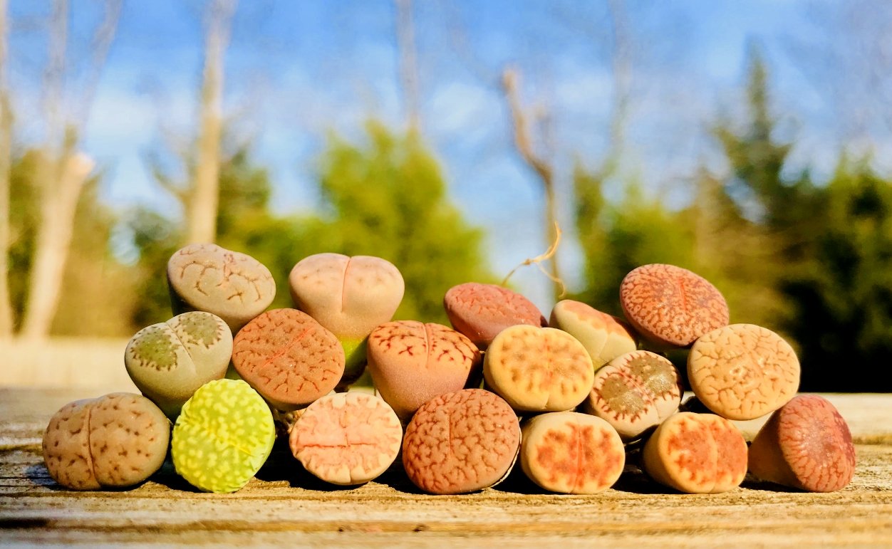 Pack of 30 Live Small Exotic Lithops Plant One Year Old Seedlings Perfect for Lithops Starter Great Terrarium Addition, Shipped Bare Root Without Soil or Pot