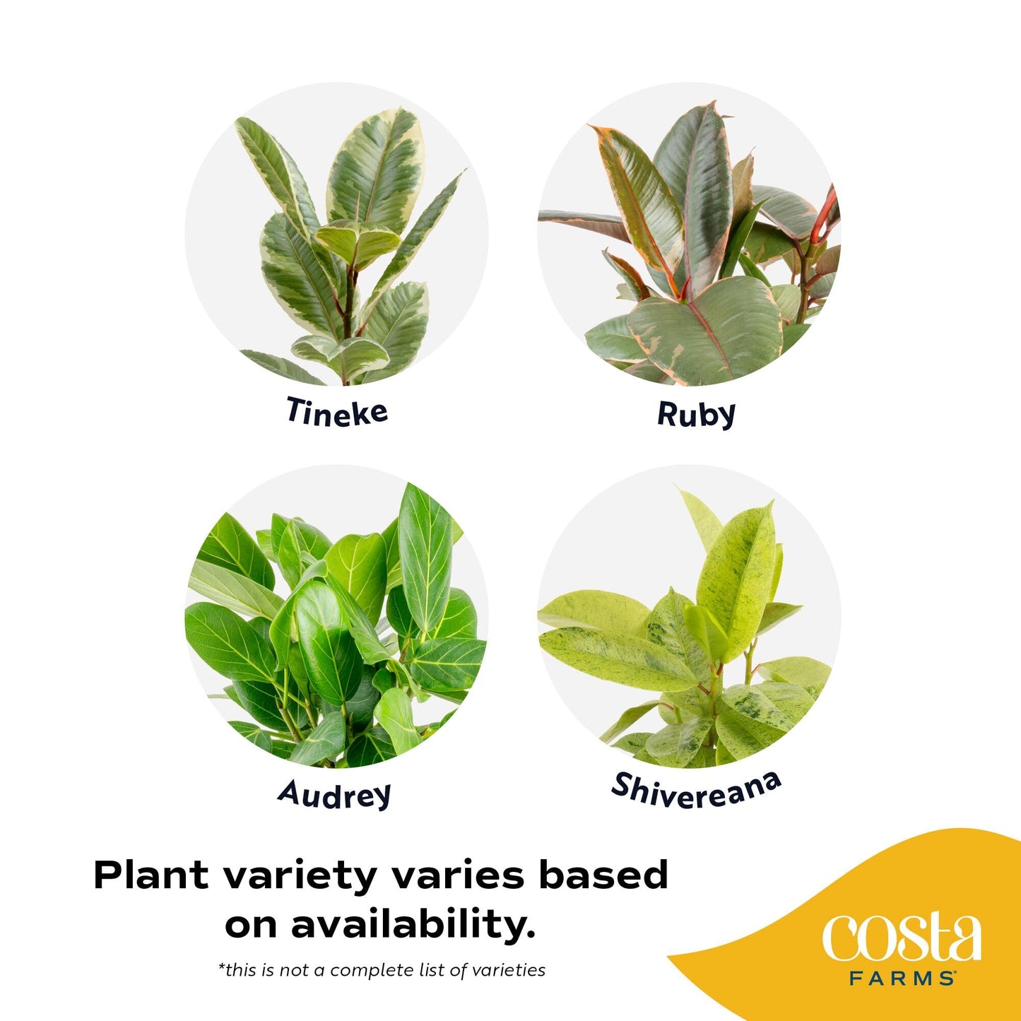 Costa Farms Ficus Live Plants (Pack of 6), Easy to Grow Live Indoor Houseplants, Grower's Choice Collection, Potted in Minimal Decor Plant Pots, Potting Soil, Housewarming Gift, Home and Room Decor