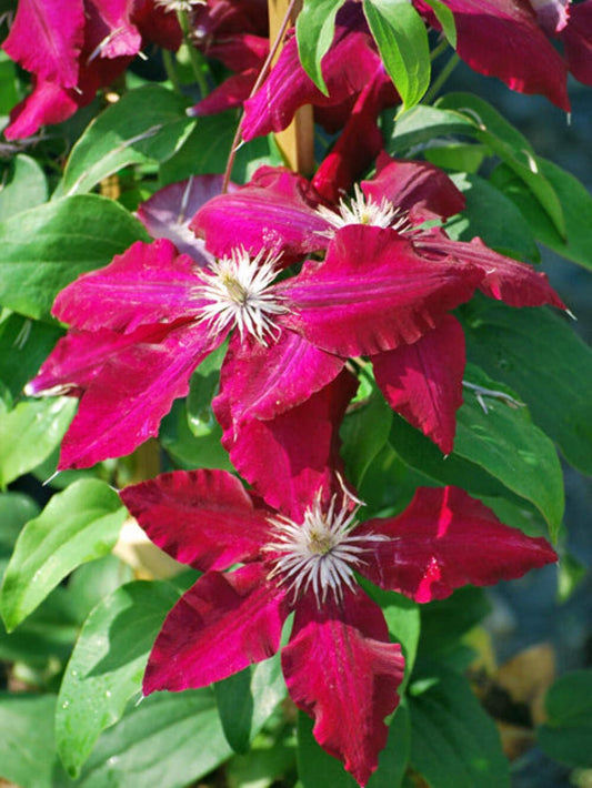 Perennial Farm Marketplace (Clematis Hybrid Rebecca) (Clematis Hybrid Rebecca) Vine, 4 Quart, Velvety Red Flowers