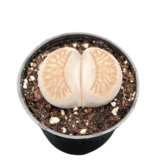 Sprout N Green 1-1.5in Lithops julii 'Kikusiyo Giyoku', 3 Years Old Rare Living Stone Plant Rooted in Pot, Cute Potted Succulents House Pebble Plant, Great for Terrarium Arrangement, DIY Project