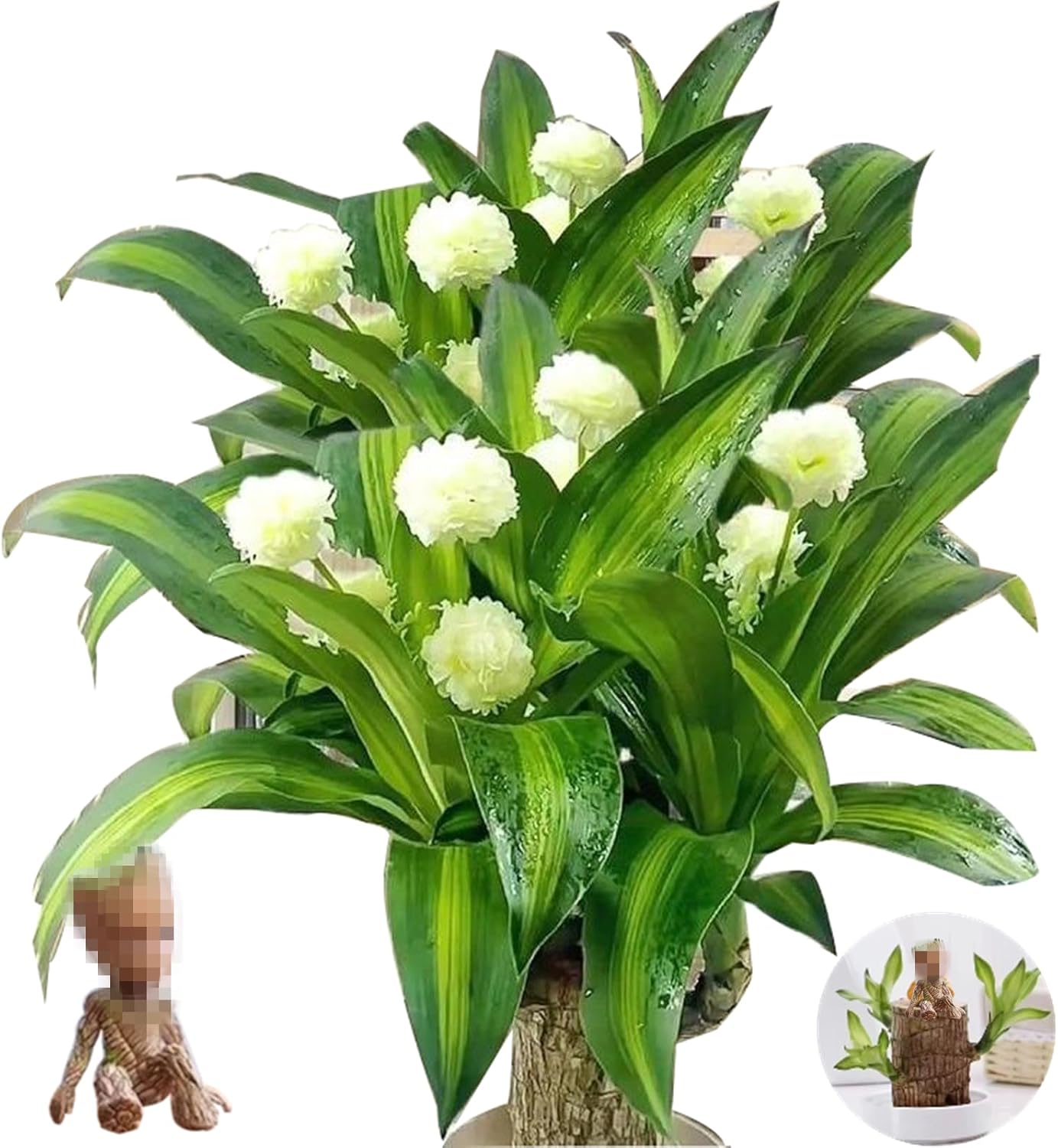 Brazilian Wood Set - Zen Home Decor Including a Brazilian Lucky Wood, a Flower Pot, and Dolls. (A)