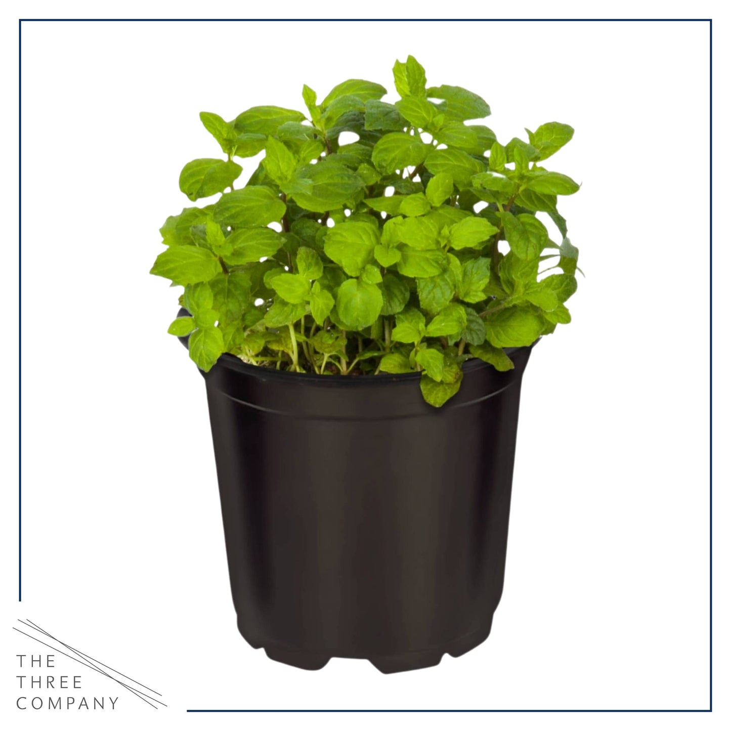 Live Aromatic and Edible Herbs - Assorted Varieties (4 Per Pack) - Lemon Verbena, Eucalyptus, Mint, Lemon Balm - 6" Tall by 3" Wide in 1 Pint Pot