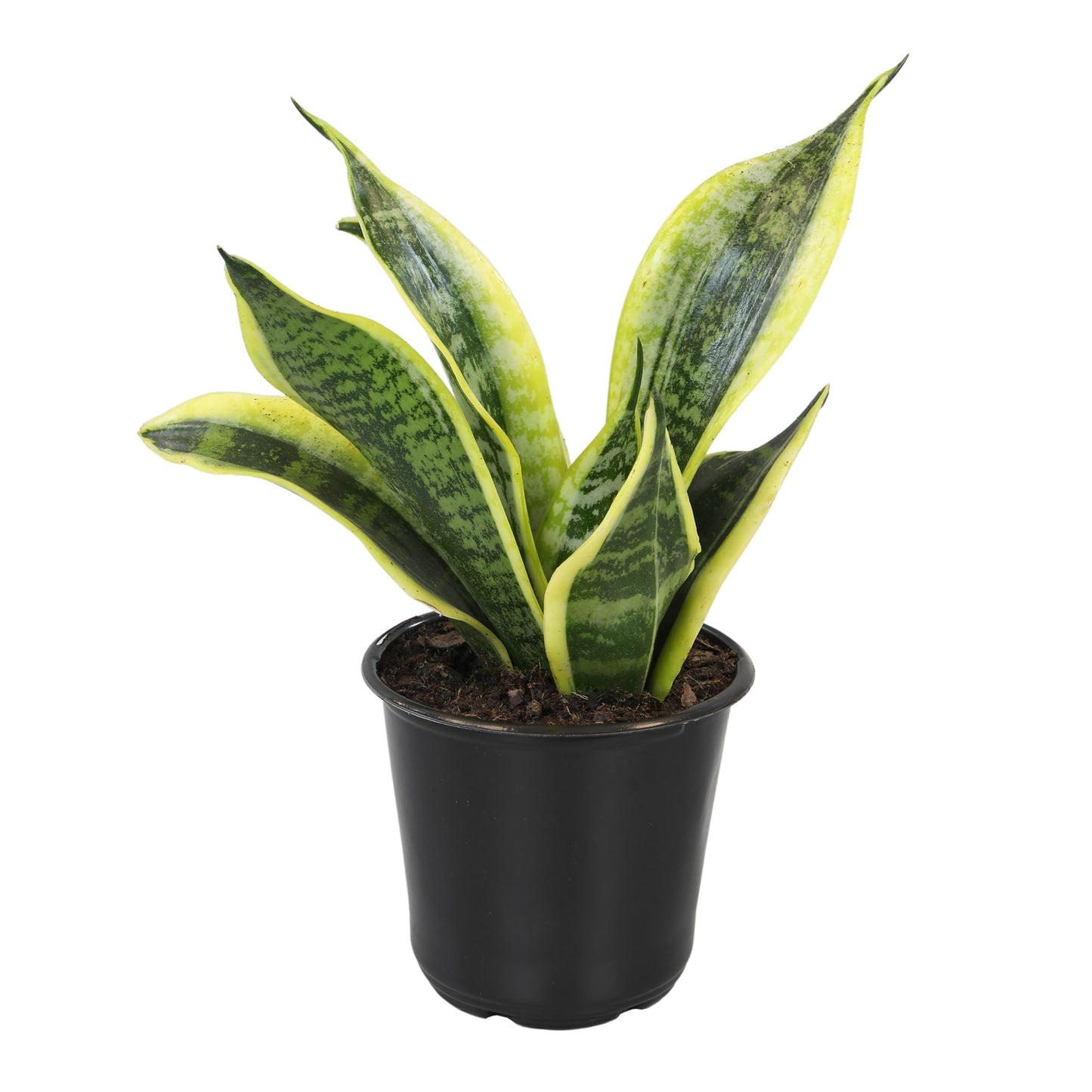 Live Snake Plant, Sansevieria trifasciata Superba, Fully Rooted Indoor House Plant in Pot, Mother in Law Tongue Sansevieria Plant, Potted Succulent Plant, Houseplant in Potting Soil by Plants for Pets