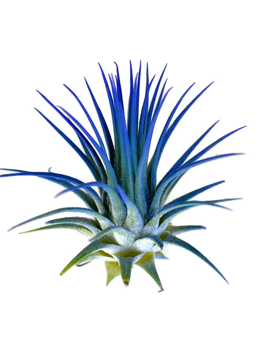 Ionantha Guatemala Tillandsia Air Plant, Guatemala Tillandsia Live Airplant, Healthy Arrival Guaranteed, Great Indoor Plant, Home Decor & Gift (Blue)