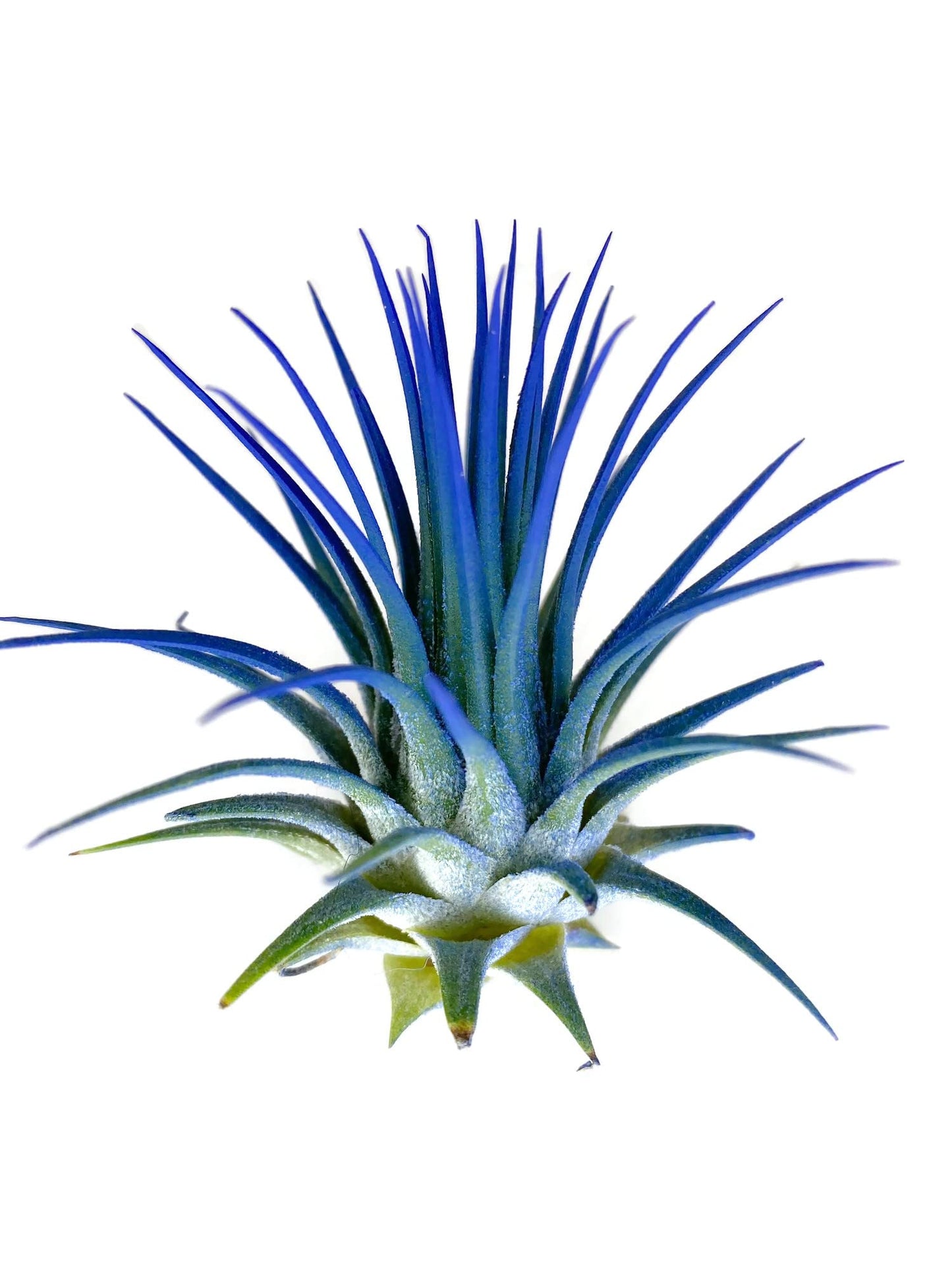 Ionantha Guatemala Tillandsia Air Plant, Guatemala Tillandsia Live Airplant, Healthy Arrival Guaranteed, Great Indoor Plant, Home Decor & Gift (Blue)