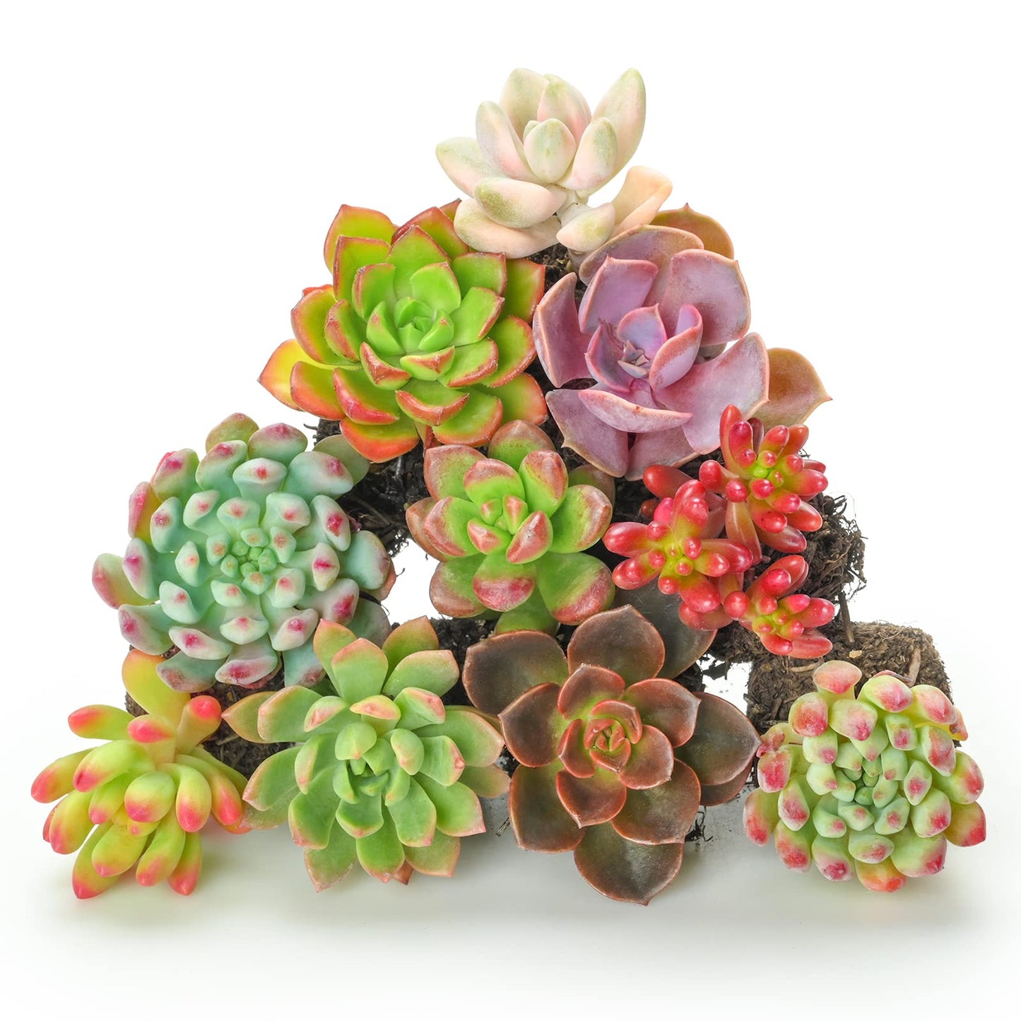 Sprout N Green 10 Assorted Succulents with Root, 10 Different Varieties Live Plants Collection, Without Plant Pot, Great for Gardener Beginner, DIY Projects, Wedding Party Favor