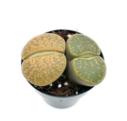 Lithops Succulents Live Potted in 2.5" Pot