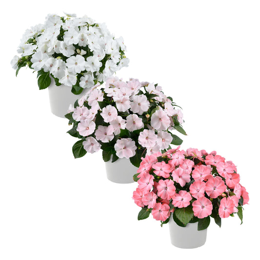 Live Flowering New Guinea Impatiens - Grower's Choice Assorted Colors (3 Plants Per Pack) - Beautiful Flowering Shade Flowers - 12" Tall by 5" Wide in 1 Qt Pot