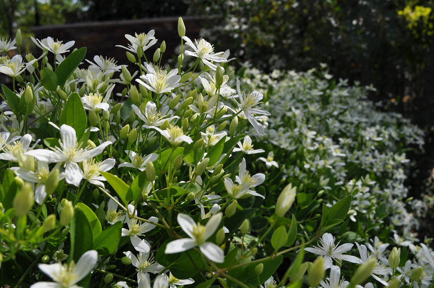 Clematis Sweet Autumn - Live Plant in a 4 Inch Growers Pot - Clematis 'Sweet Autumn' - Starter Plants Ready for The Garden - Beautiful White Flowering Vine
