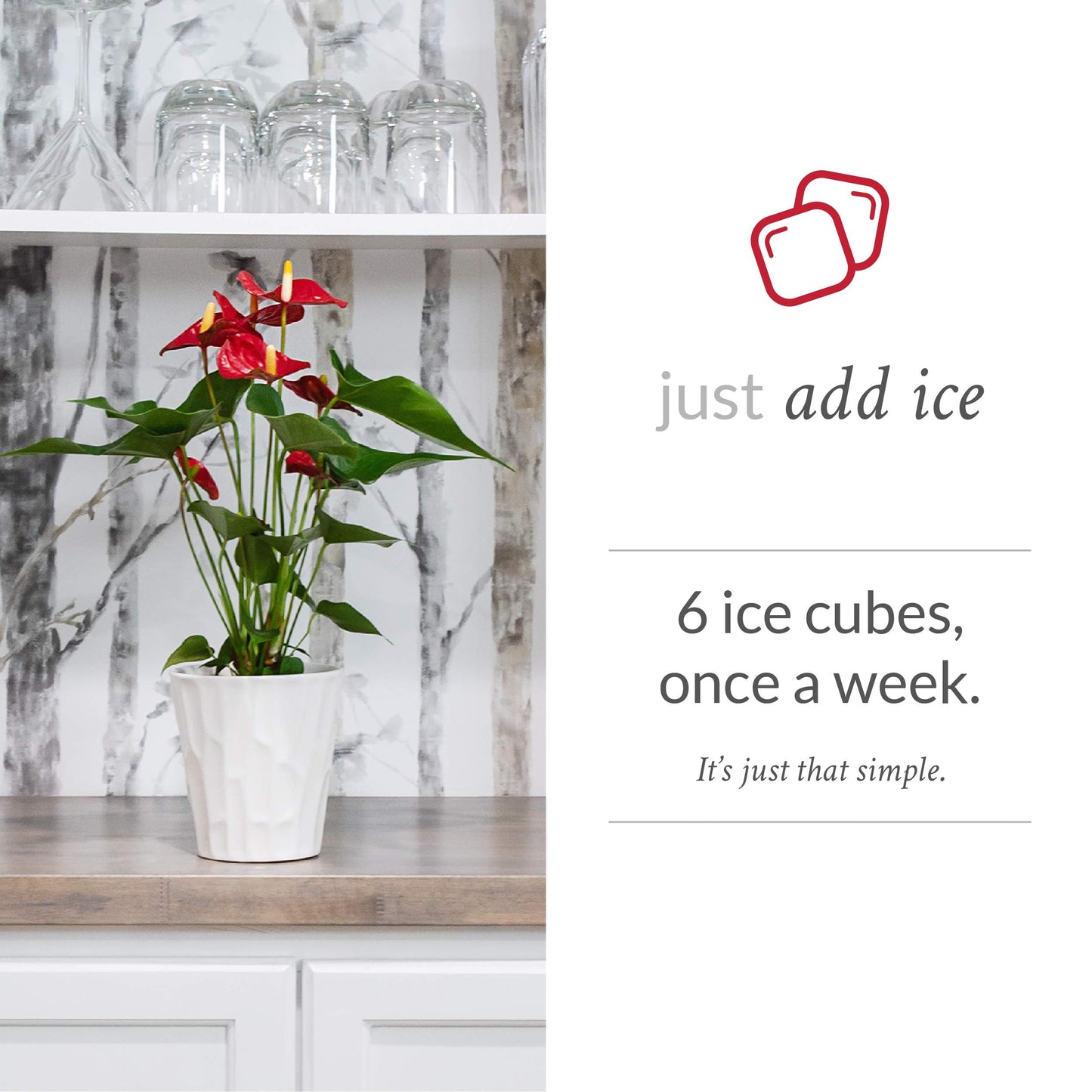 Just Add Ice JAI260 Anthurium Easy Care Live Plants, 5” Diameter, Red