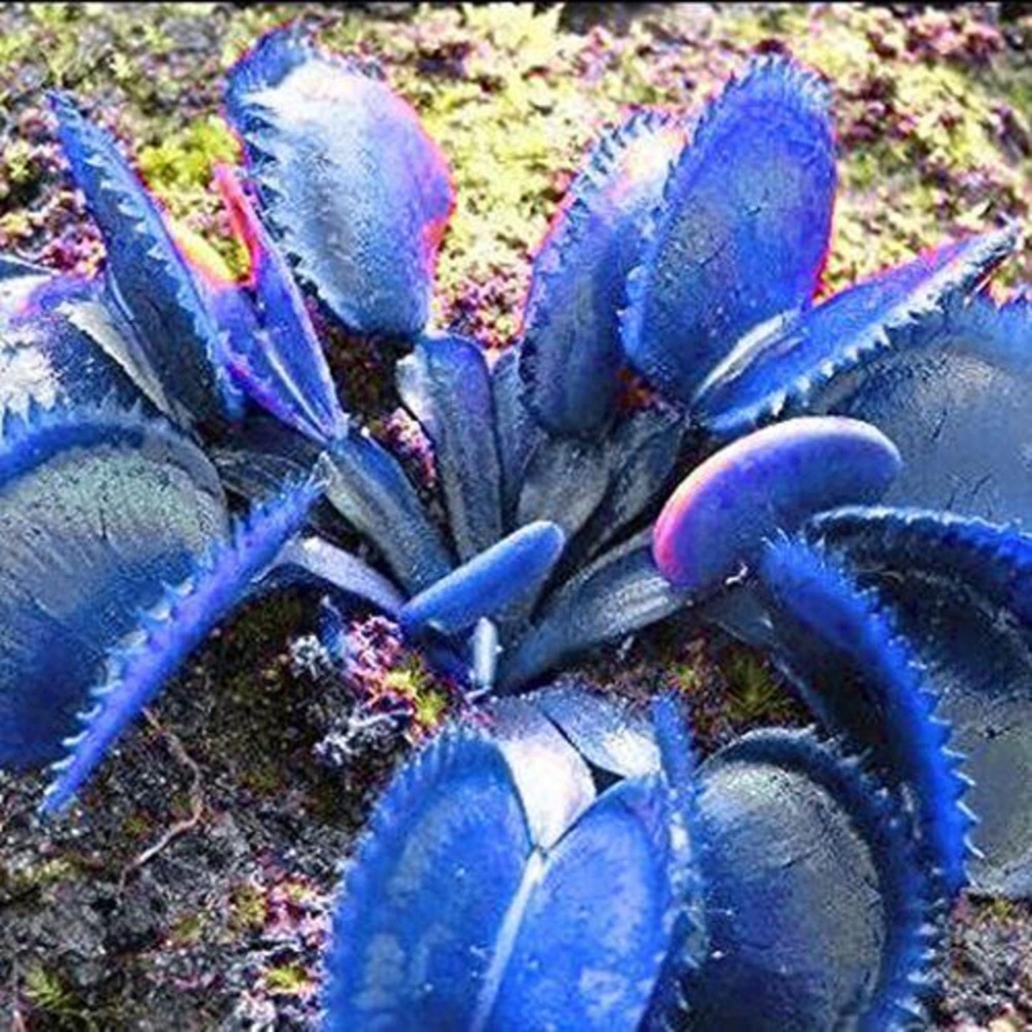 CHUXAY GARDEN Blue Carnivorous Plant Seed 70 Seeds Rare Color Pitcher Beautiful Potted Plants Desktop Bonsai