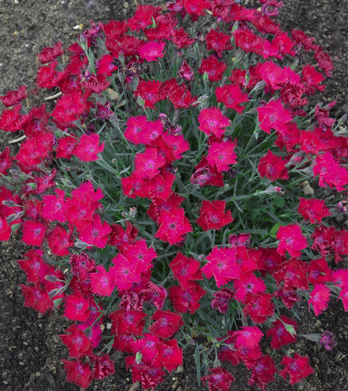 Live Plant from Green Promise Farms - Proven Winners, Dianthus Paint The Town Magenta Pinks, Bright Magenta Flowers - #1 Gallon Size Container