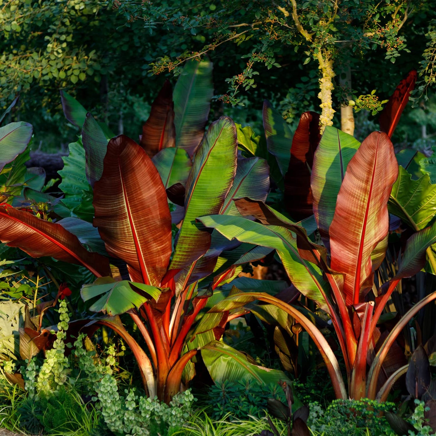 Red Abyssinian Banana Live Plant - Ensete ventricosum maurelii - Wellspring Gardens - Easy to Grow Starter Plants Great for Nature Lovers & Gardeners - Outdoor Planting in Home, Garden, Patio & Yard