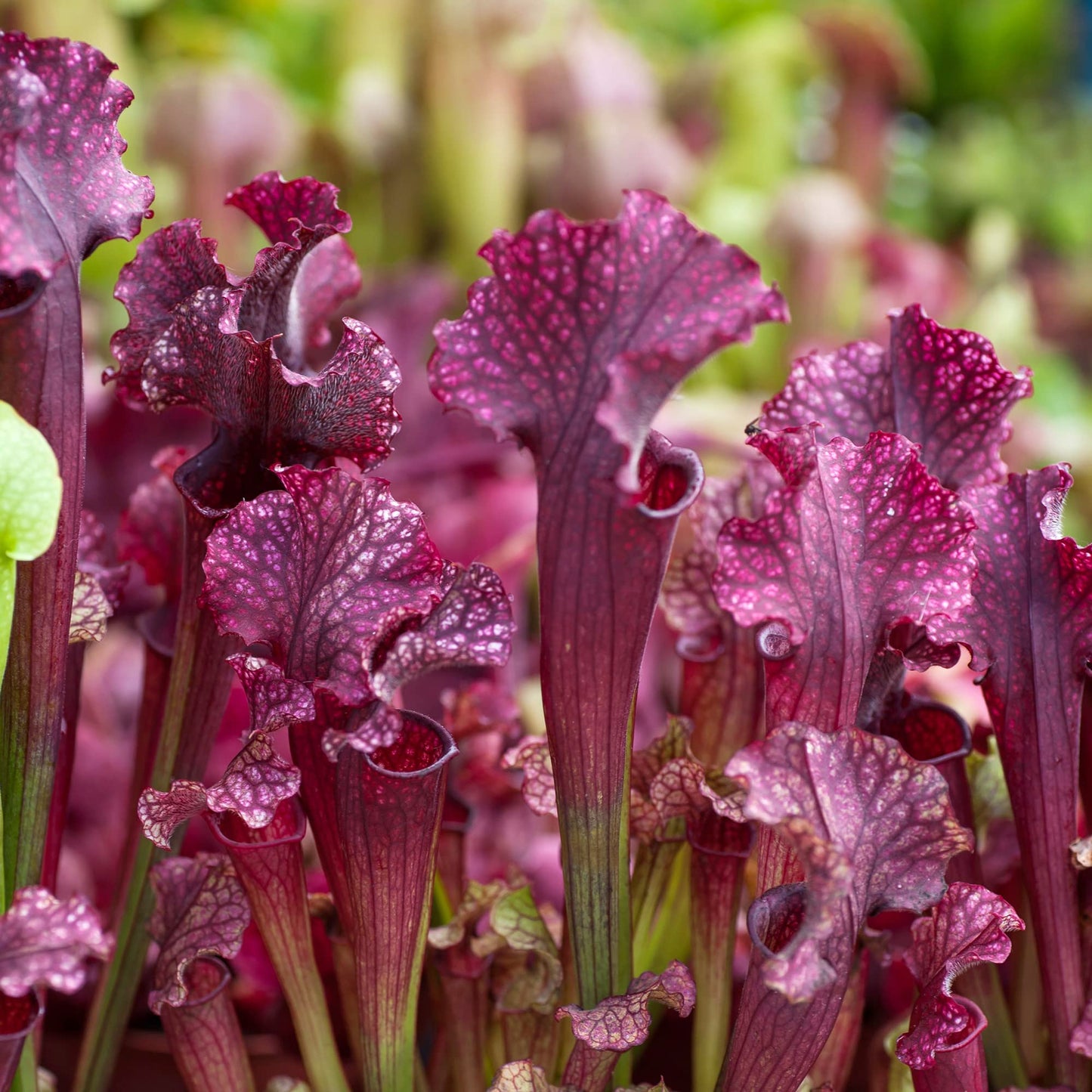 Sarracenia Purpurea Seeds Purple Pitcher Plant Unique Pitcher-Shaped Leaves Attract Pollinators Thrive in Nutrient-Poor Wetland Environments Garden Outdoor 25Pcs by YEGAOL Garden