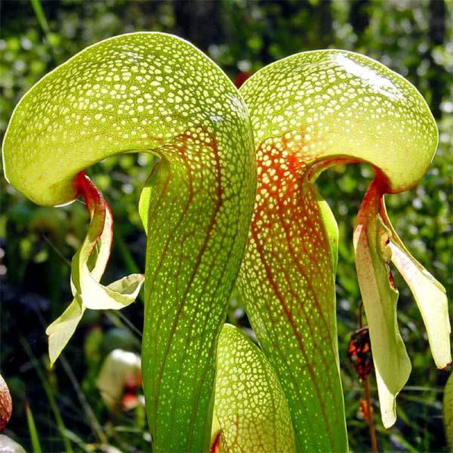 CHUXAY GARDEN California Pitcher Plant-Darlingtonia Californica,Cobra Lily,Cobra Plant 10 Seeds Rare Plants