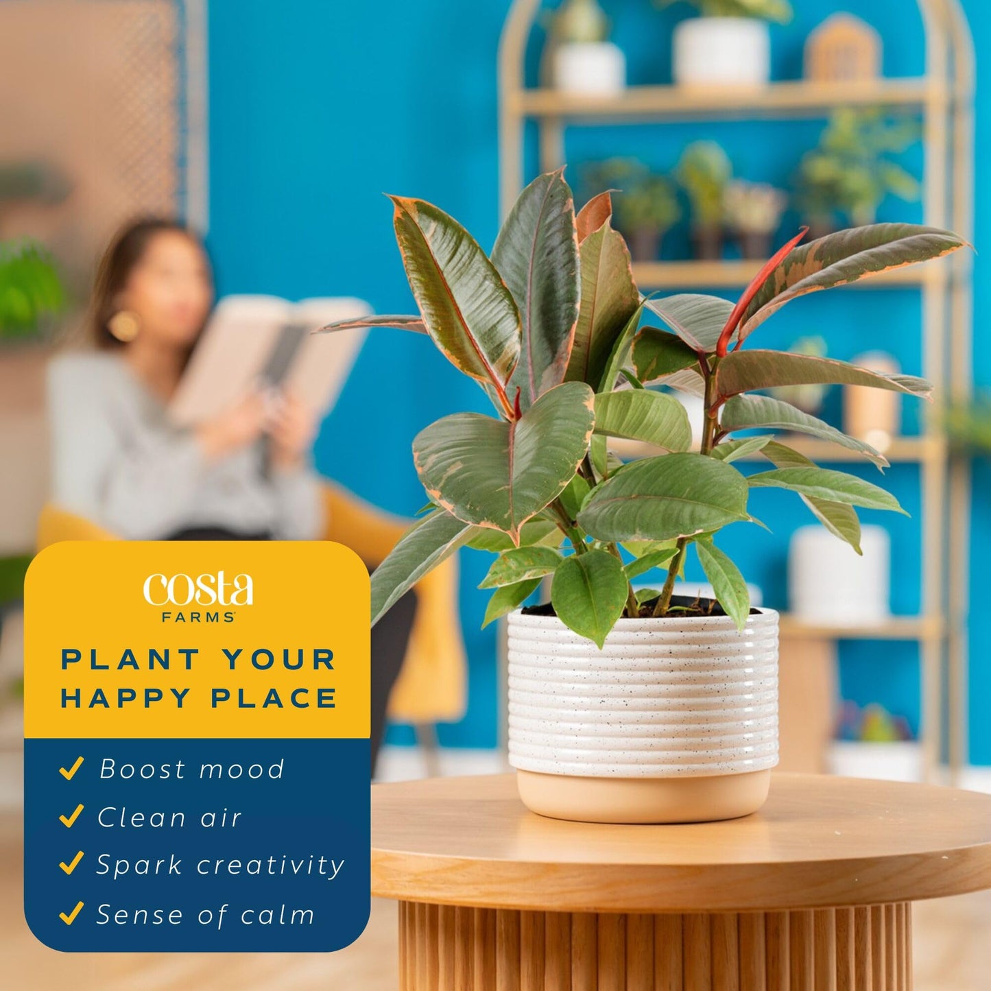 Costa Farms Ficus Live Plants (Pack of 6), Easy to Grow Live Indoor Houseplants, Grower's Choice Collection, Potted in Minimal Decor Plant Pots, Potting Soil, Housewarming Gift, Home and Room Decor
