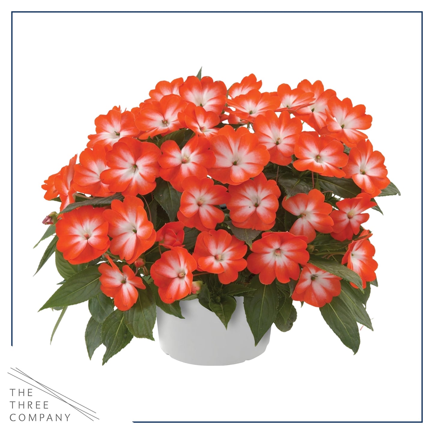 Live Flowering New Guinea Impatiens - Grower's Choice Assorted Colors (3 Plants Per Pack) - Beautiful Flowering Shade Flowers - 12" Tall by 5" Wide in 1 Qt Pot