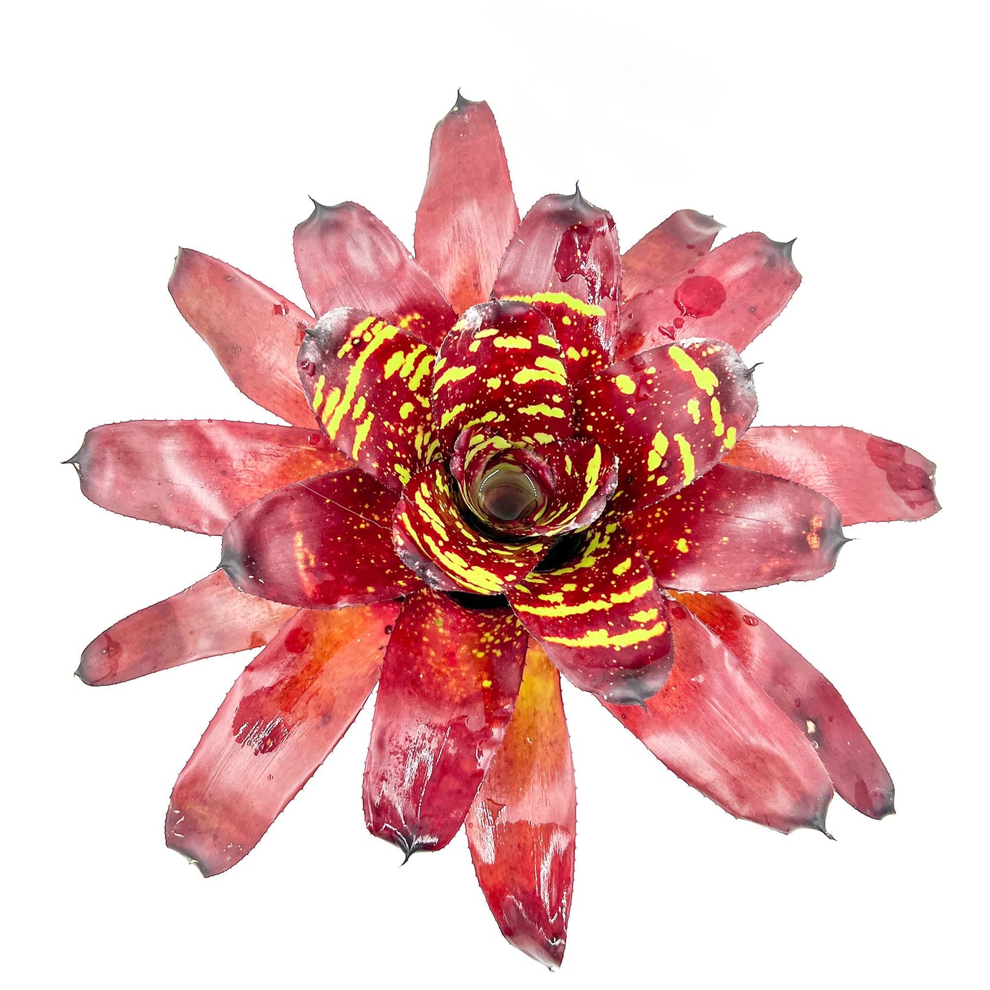 ragnaroc Live Plants - Bromeliad Neoregelia 'Green Eye', 16" Wide and 12" Tall in 6" Pot - 1ct - Live Arrival Guaranteed - House Plants for Home Decor & Gift