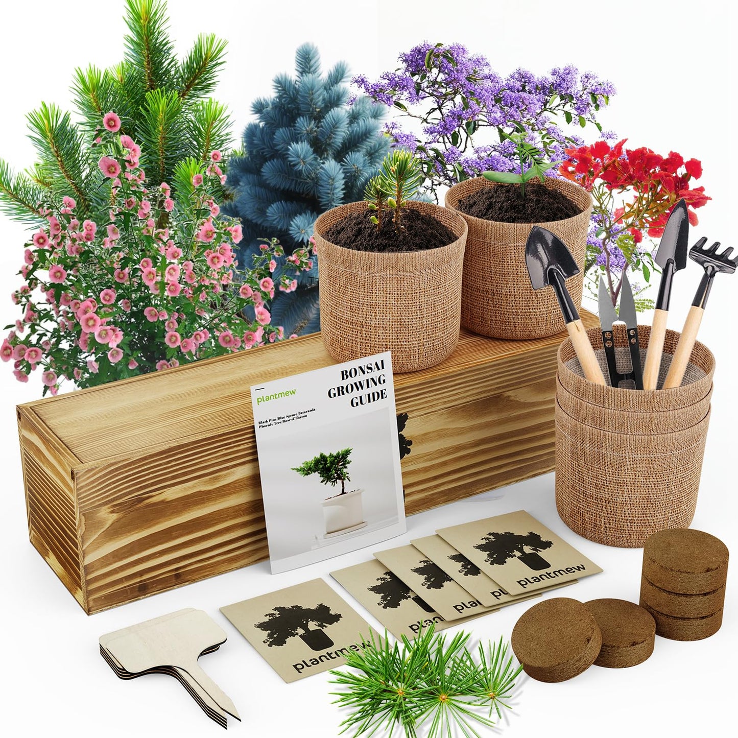 Bonsai Tree Kit – 5Pack Complete Indoor Starter Kit with 5 Unique Japanese Bonsai Trees, Tools & Planters – Perfect Gardening Gift for Women, Men, Plant Lovers – Great for Easter, Father’s Day