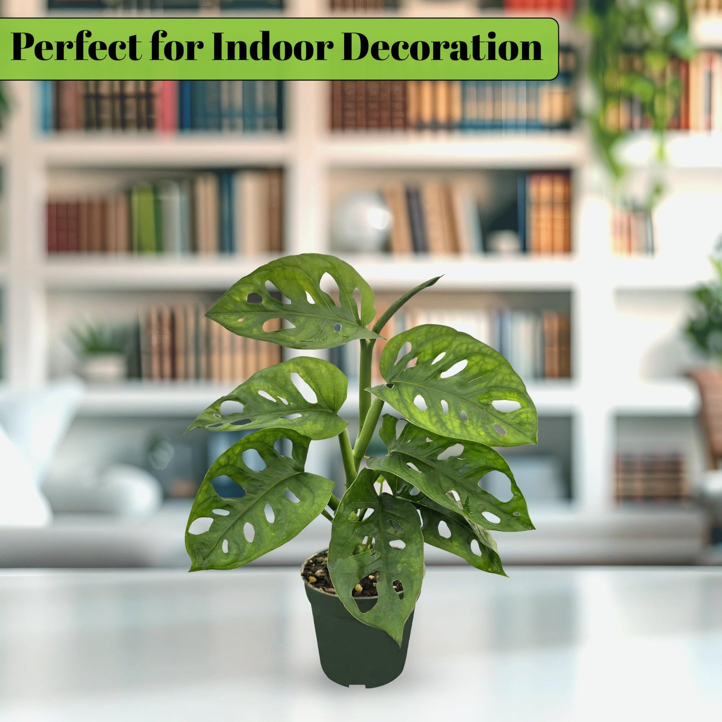 Bumble Plants Monstera Adansonii Real Indoor Plants Live Houseplants [Winter Thermal Packaging Included] | Air Purifier Indoor Plants | Real Plants Decor for Living Room, Office, Desk & Bathroom
