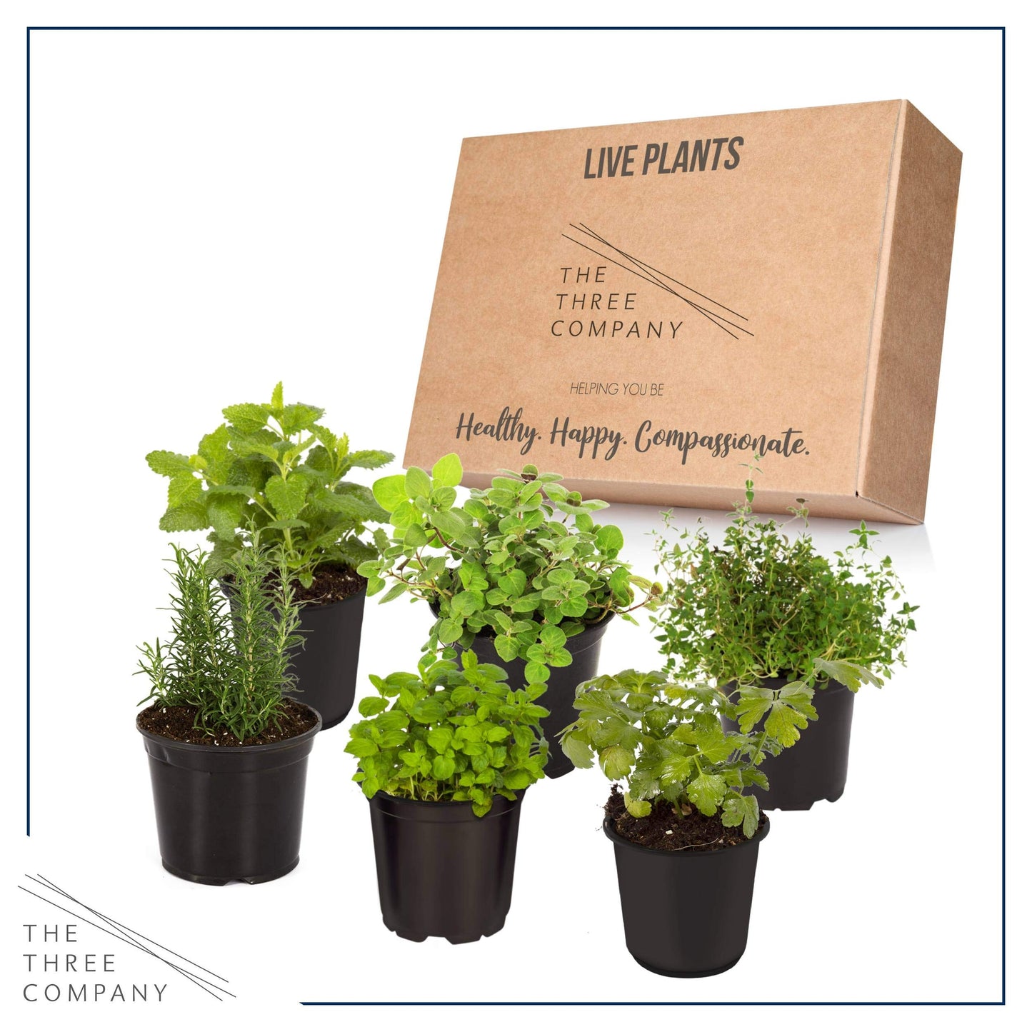 Live Aromatic and Edible Herb Assortment (Lemon Verbena, Eucalyptus, Mint, Lemon Balm, Other Assorted Herbs), 6 Plants Per Pack