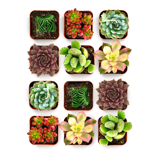 Shop Succulents Colorful Succulent Plant Pack 2" Grow Pot Pack of 12