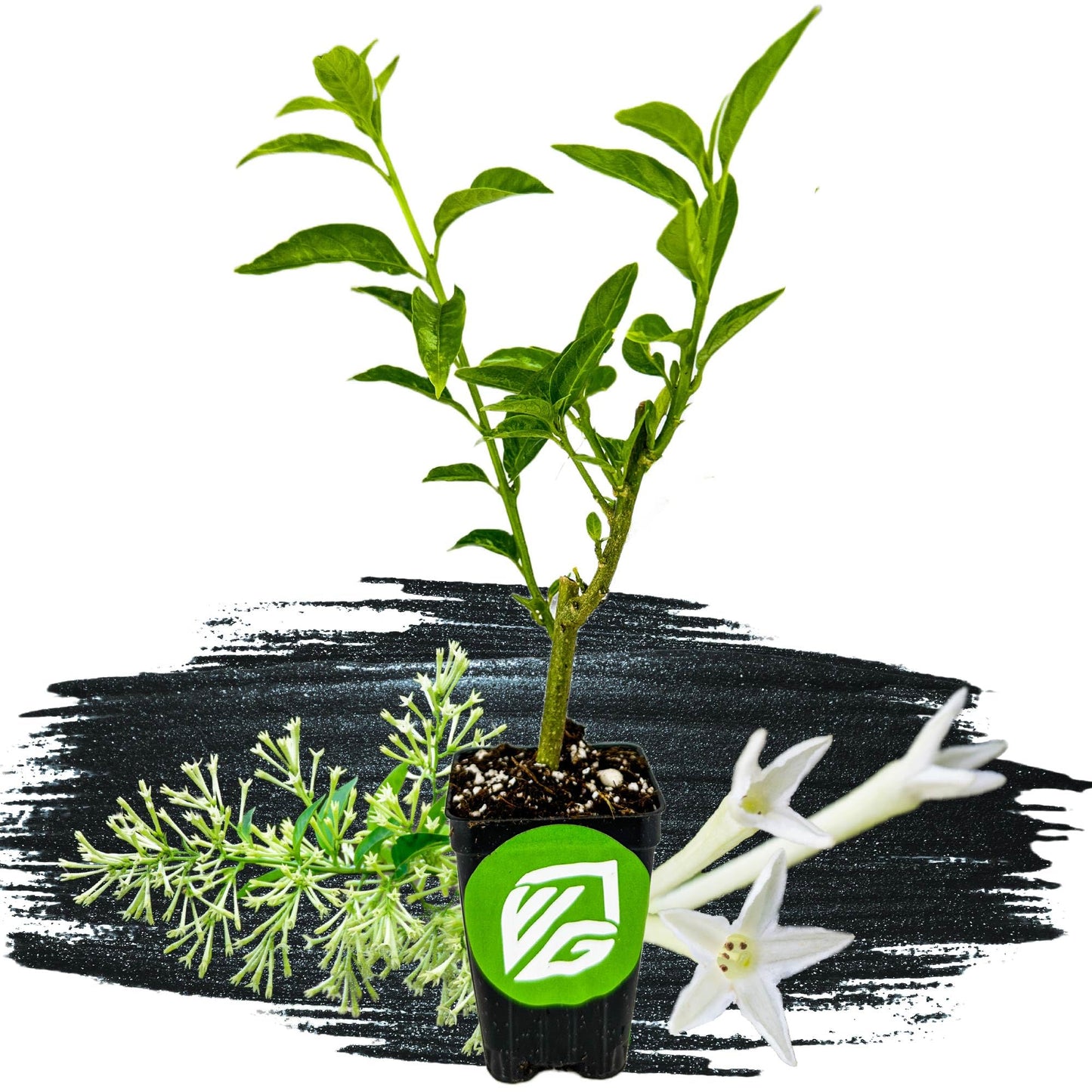 Night Blooming Jasmine Live Plant - Cestrum nocturnum - Wellspring Gardens Starter Plant