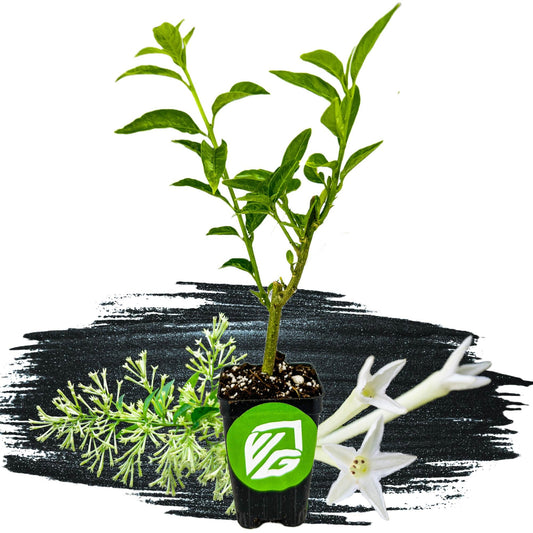 Night Blooming Jasmine Live Plant - Cestrum nocturnum - Wellspring Gardens Starter Plant
