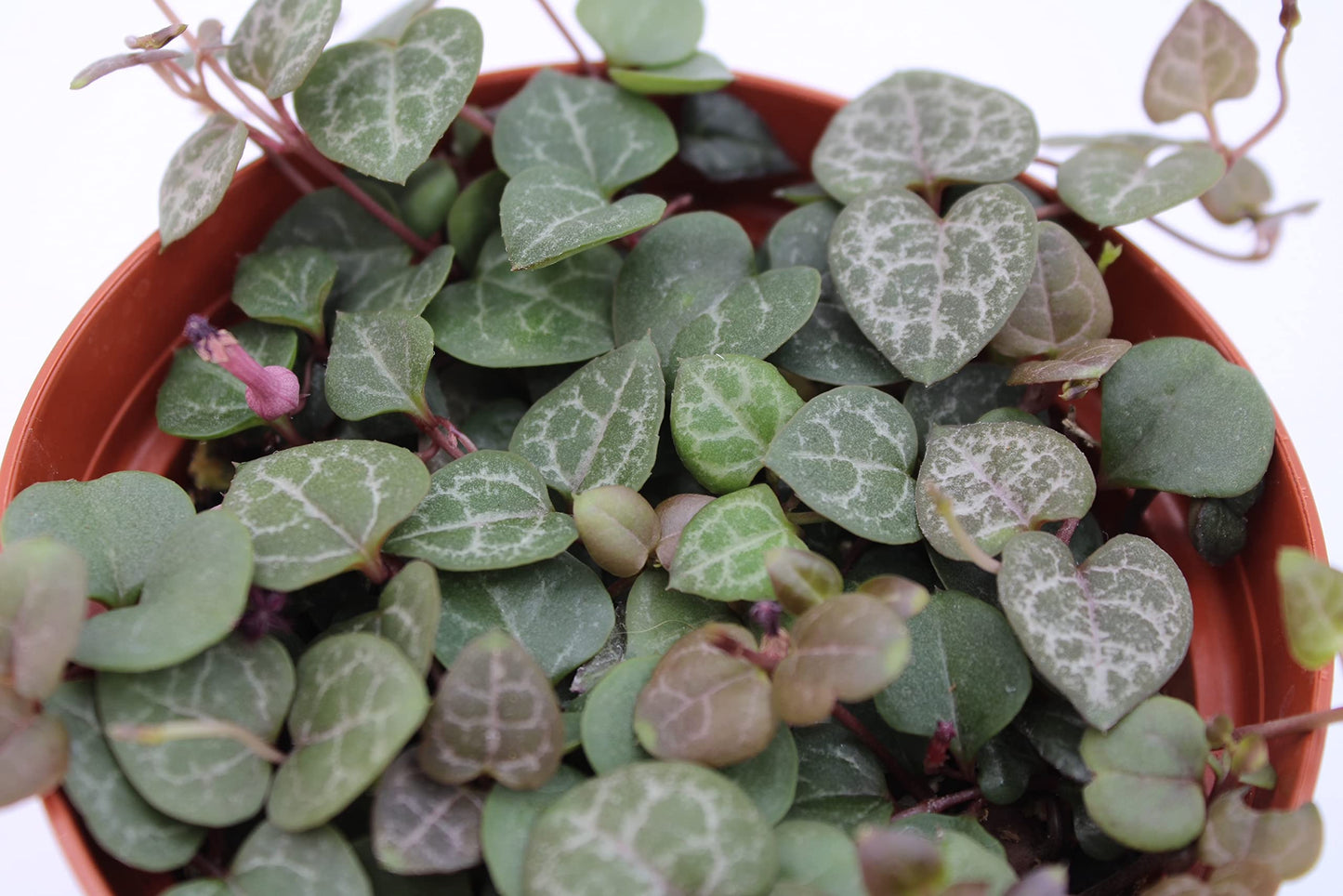 Live Succulent 4" String of Hearts, Succulents Plants Live, Succulent Plants Fully Rooted, Hanging House Plant for Home Office Decoration, DIY Projects, Party Favor Gift by The Succulent Cult