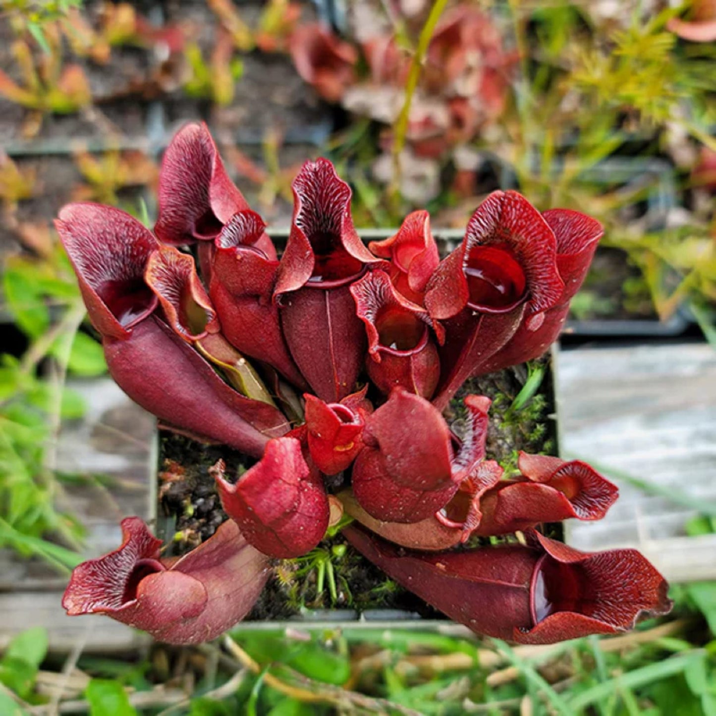 CHUXAY GARDEN Sarracenia Purpurea-Purple Pitcher Plant,Northern Pitcher Plant,Turtle Socks,Side-Saddle Flower 25 Seeds Hardy Carnivorous Plant Great for Garden