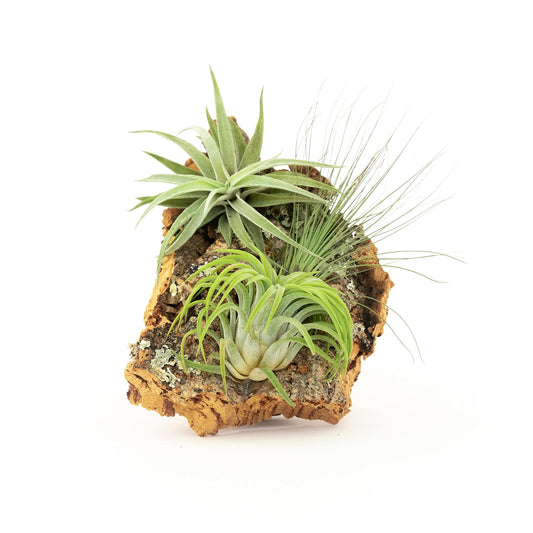 Small Natural Cork Bark DIY Kit with Three Assorted Air Plants, Glue and Hook- Live Tillandsia Succulent House Plant - Wholesale and Bulk- Home and Garden Decor-Easy Care Indoor and Outdoor Plants