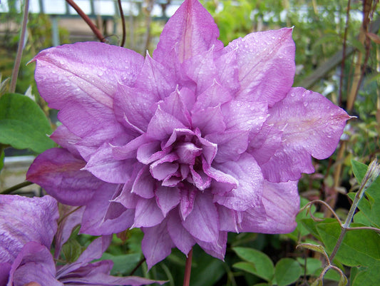 Clematis Proteus - Live Plant in a 4 Inch Growers Pot - Clematis 'Proteus ' - Starter Plants Ready for The Garden - Beautiful Lilac Flowering Vine