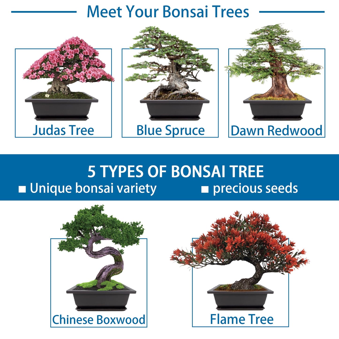 Sproutix Bonsai Starter Kit, 5 Seeds Growing into Blue Spruce, Chinese Boxwood, Dawn Redwood, Flame Tree and Judas Tree, Including Complete Gardening Tools with A Gift Box, Christmas Gifts for Women