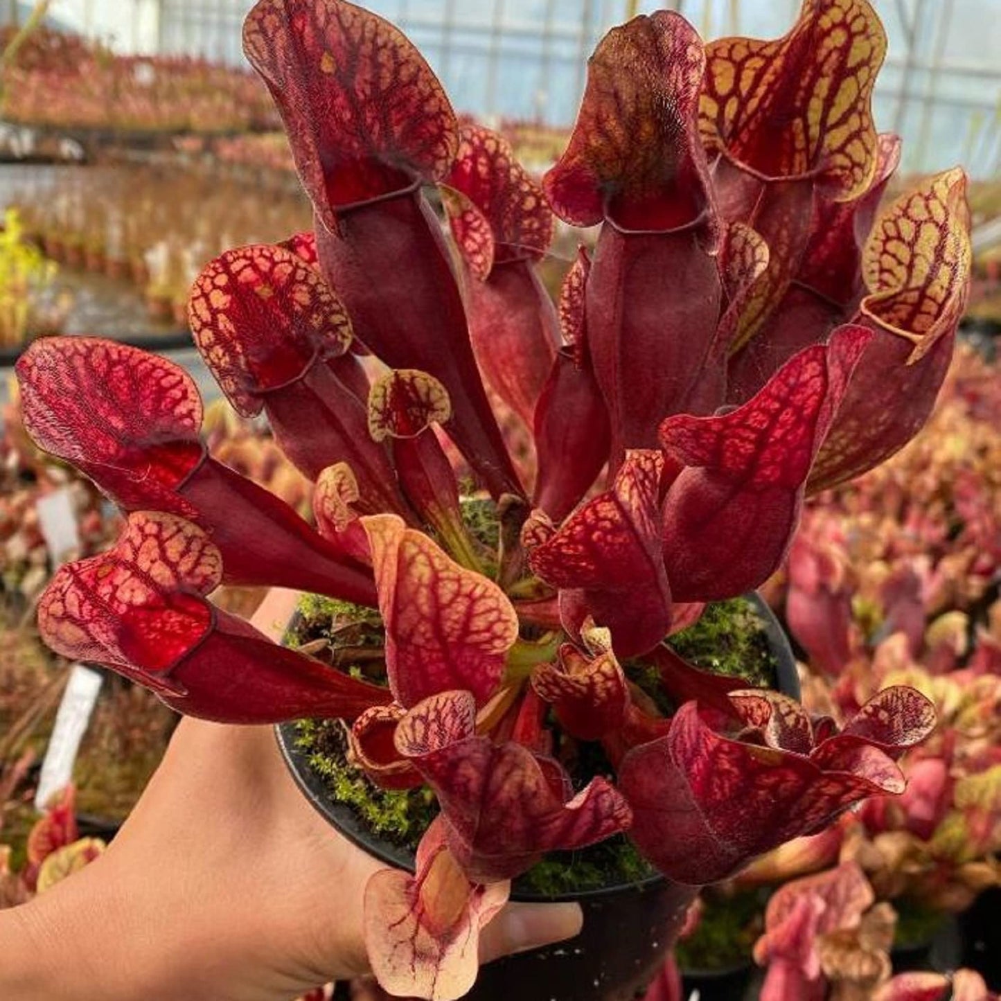 CHUXAY GARDEN Sarracenia Purpurea-Purple Pitcher Plant,Northern Pitcher Plant,Turtle Socks,Side-Saddle Flower 25 Seeds Hardy Carnivorous Plant Great for Garden