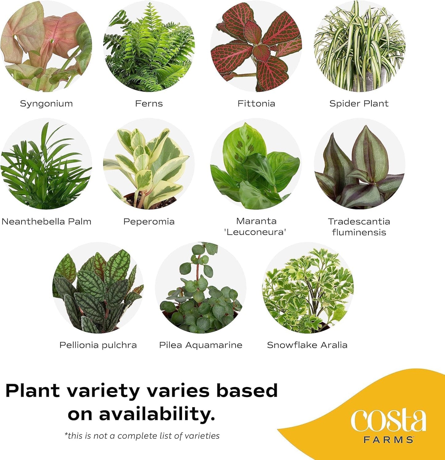 Costa Farms Mini Houseplants (6 Pack), Easy Grow Live Indoor House Plants in Nursery Plant Pots, Grower's Choice with Soil Potting Mix, Potted Home Decor Planter or Outdoor Garden Gift, 4-Inches Tall