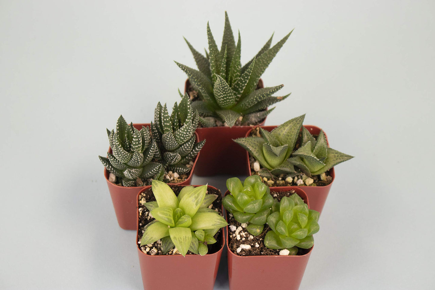 Shop Succulents | Haworthia Collection | Assortment of Hand Selected, Fully Rooted Alluring Miniature Aloe Live Indoor Succulent Plants, 5-Pack