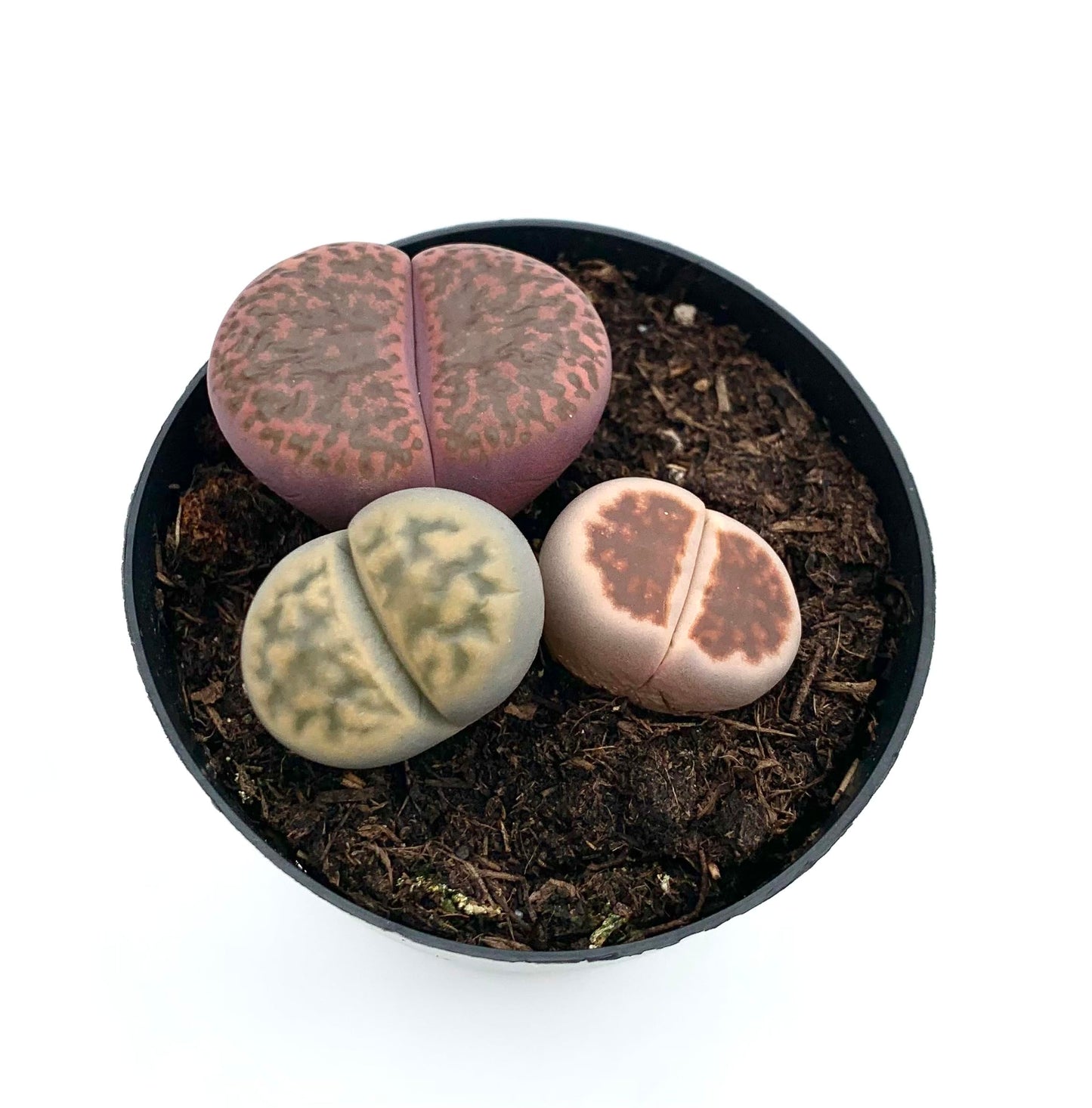 Lithops Succulents Live Potted in 2.5" Pot