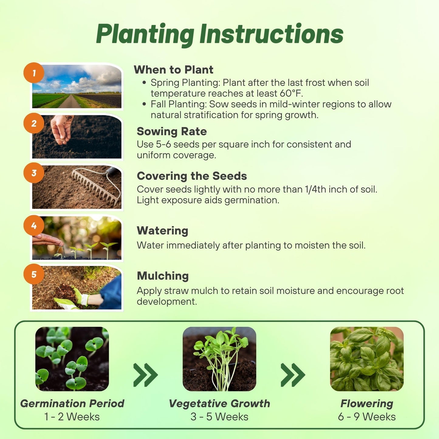 Outsidepride Genovese Sweet Basil Seeds for Planting - 1/2 lb. Easy to Grow Annual Herb Garden Seeds with Aromatic & Flavorful Foliage for Containers, Companion Planting, Indoors & Outdoors