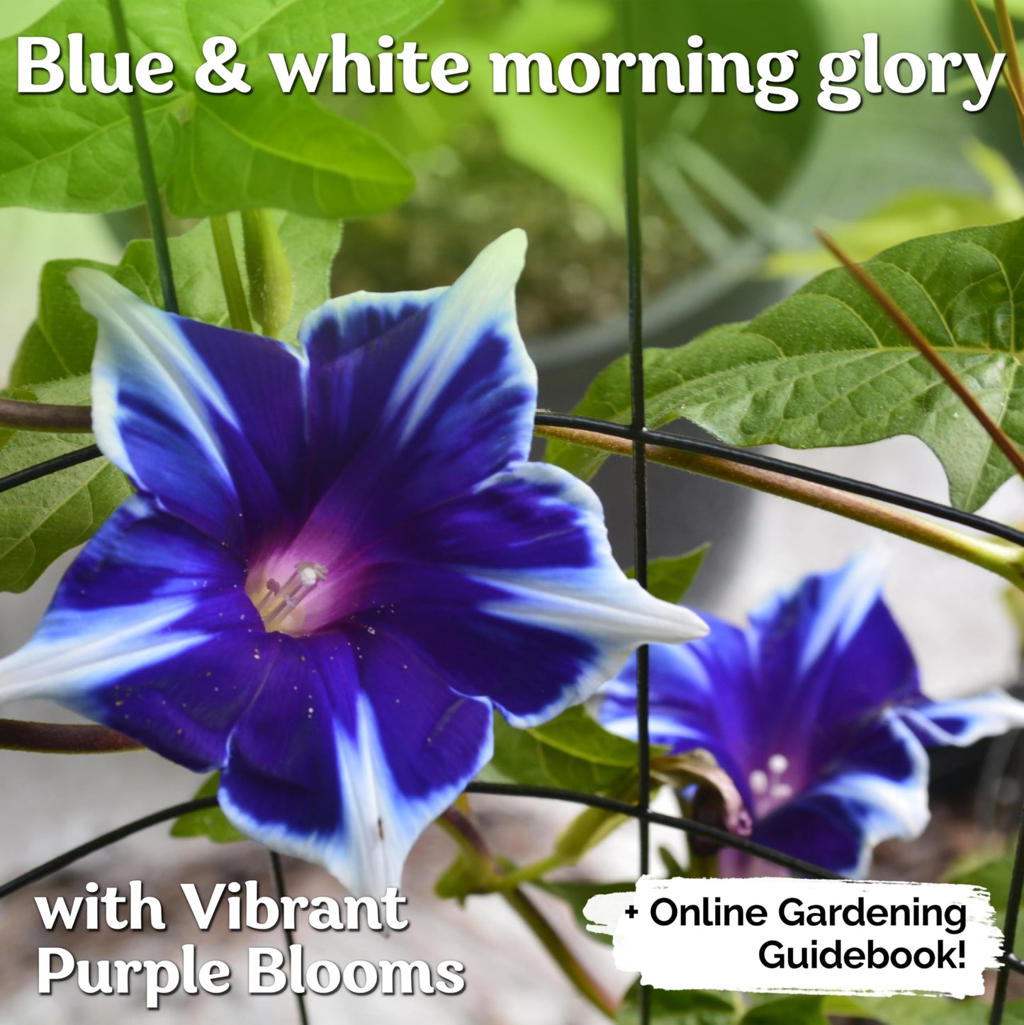 KVITER 100 Blue & White Morning Glory Seeds (Ipomoea) – Perennial Flower Seeds for Planting, Climbing Flowering Vines – Ideal Flower Seeds to Plant Outside & Inside in Containers, Trellises, Beds
