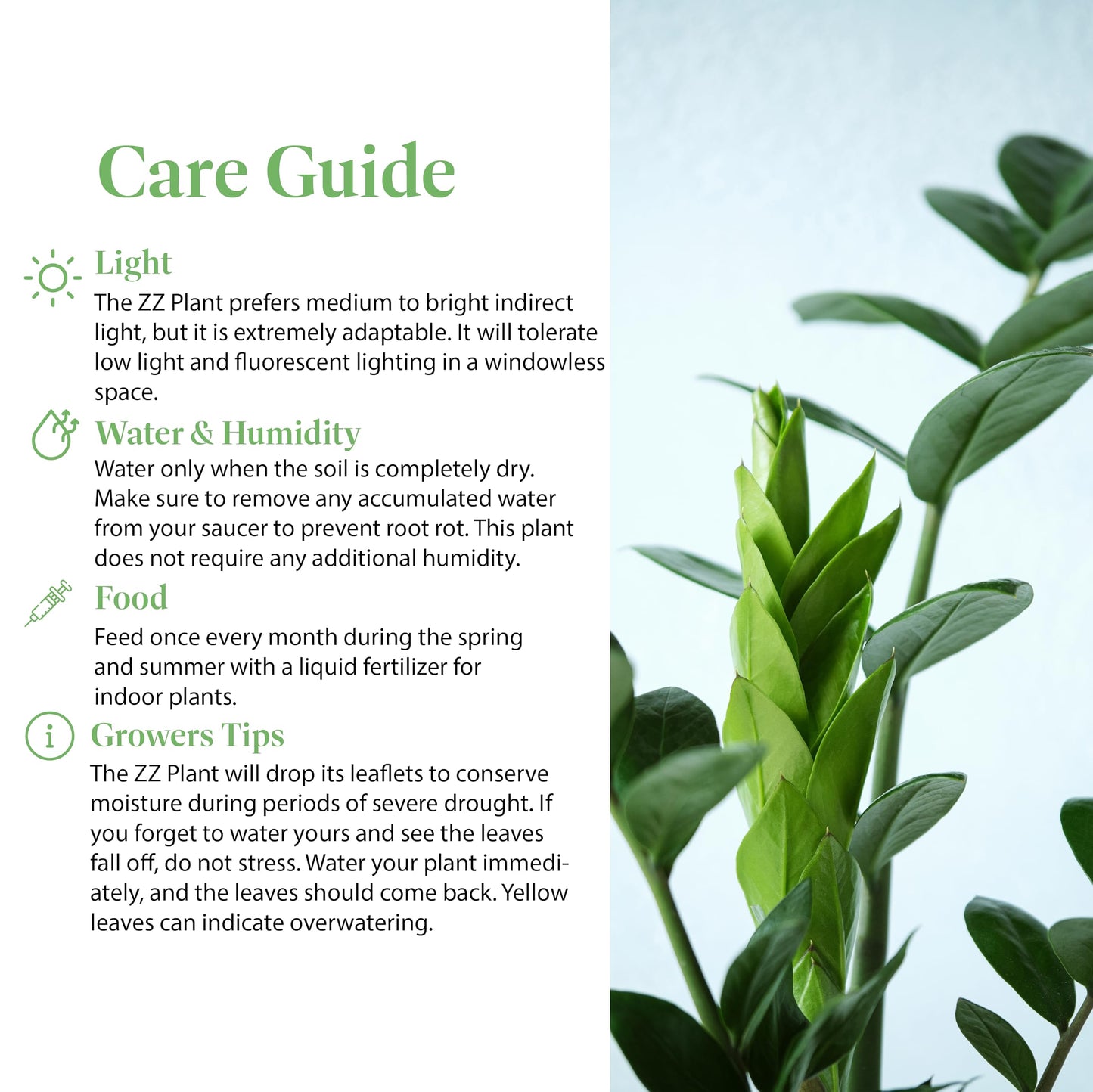 American Plant Exchange ZZ Plant 'Zanzibar Gem' – 6-Inch Pot – Live Easy Care Drought-Tolerant Houseplant, Low-Light Indoor Plant for Home, Office, & Modern Décor