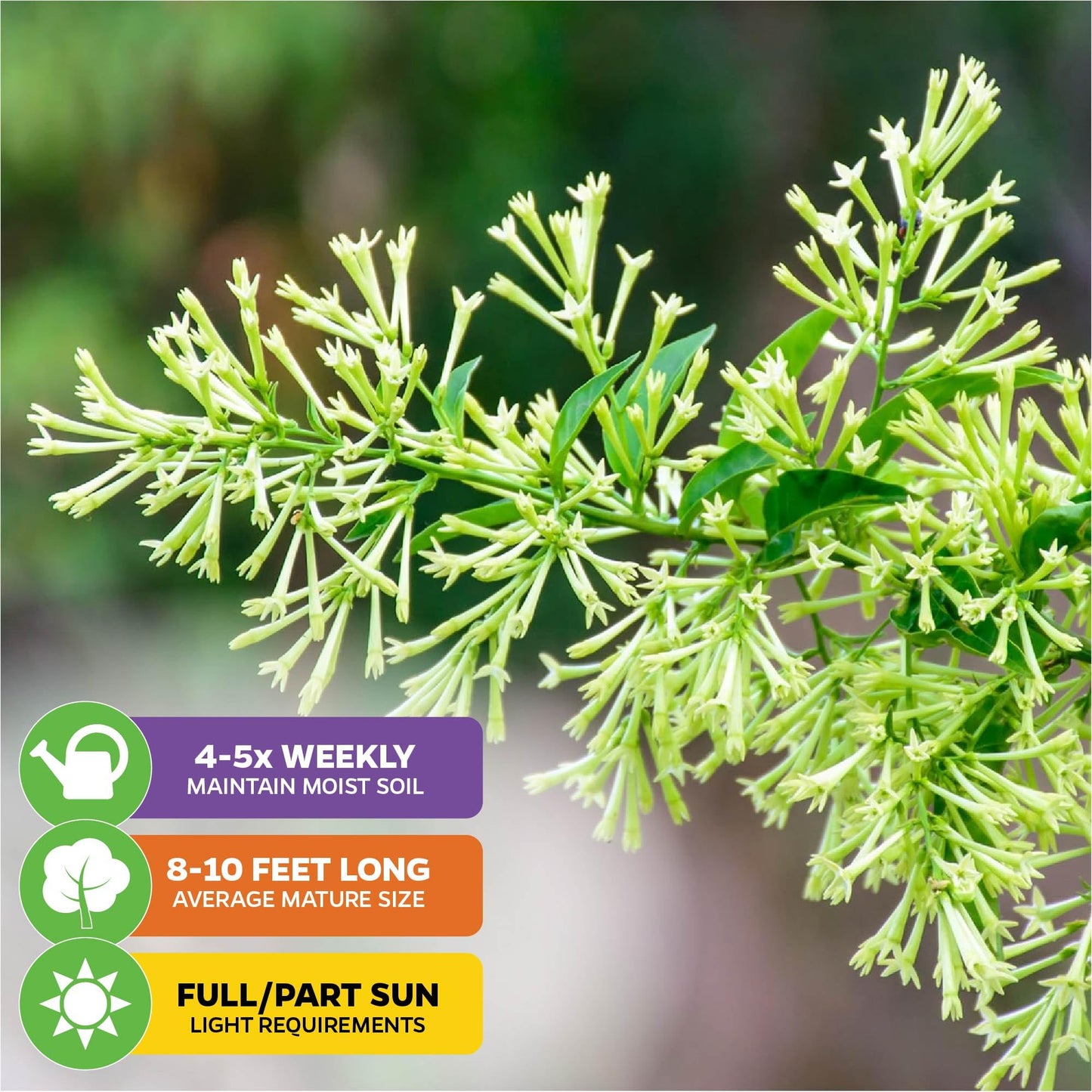 Night Blooming Jasmine Live Plant - Cestrum nocturnum - Wellspring Gardens Starter Plant