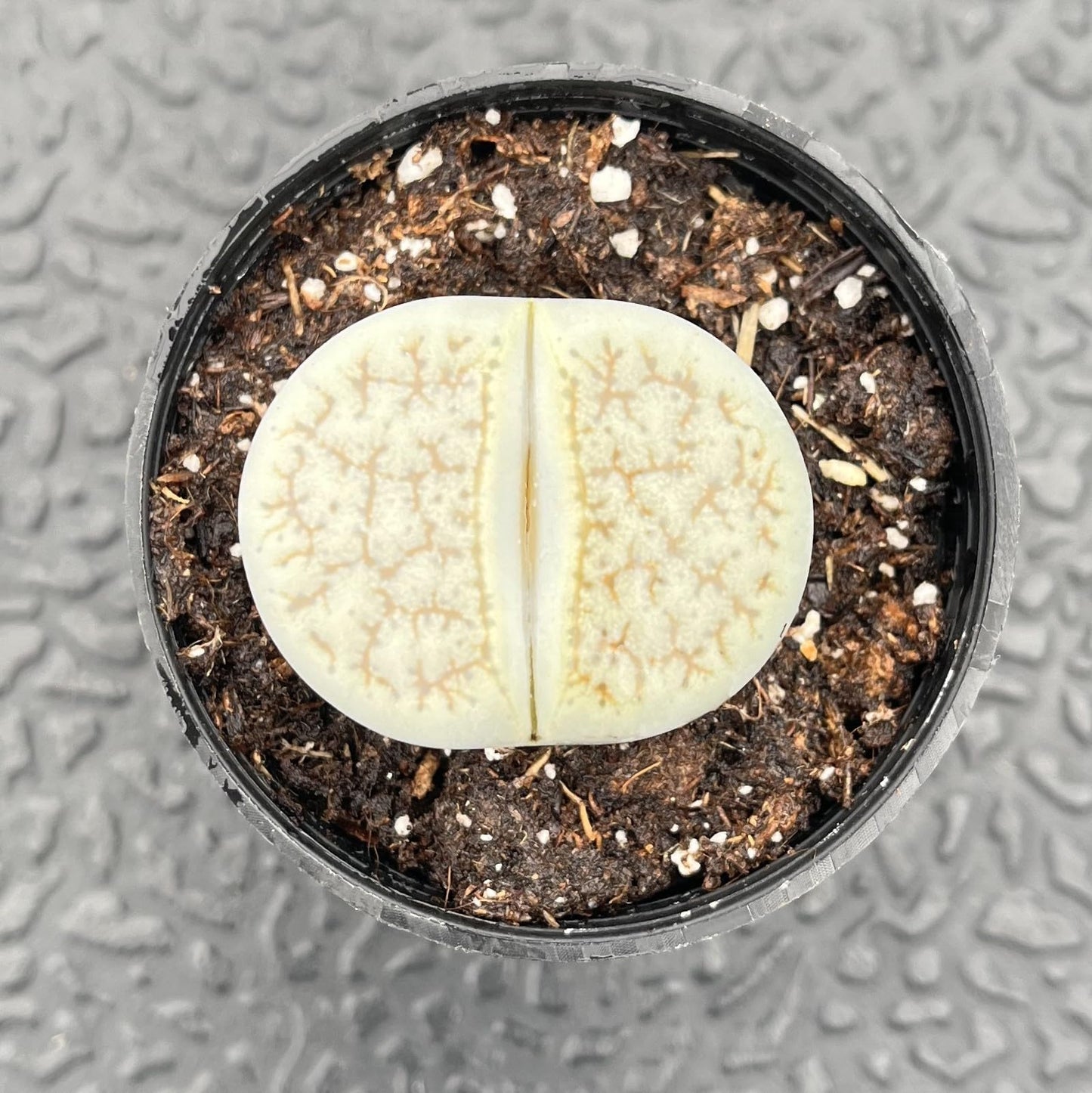 Sprout N Green 1-1.5in Lithops lesliei, 3 Years Old Rare Living Stone Plant Fully Rooted in Pot, Cute Succulents House Pebble Plant, Great for Terrarium Arrangement, DIY Project, Office Decor