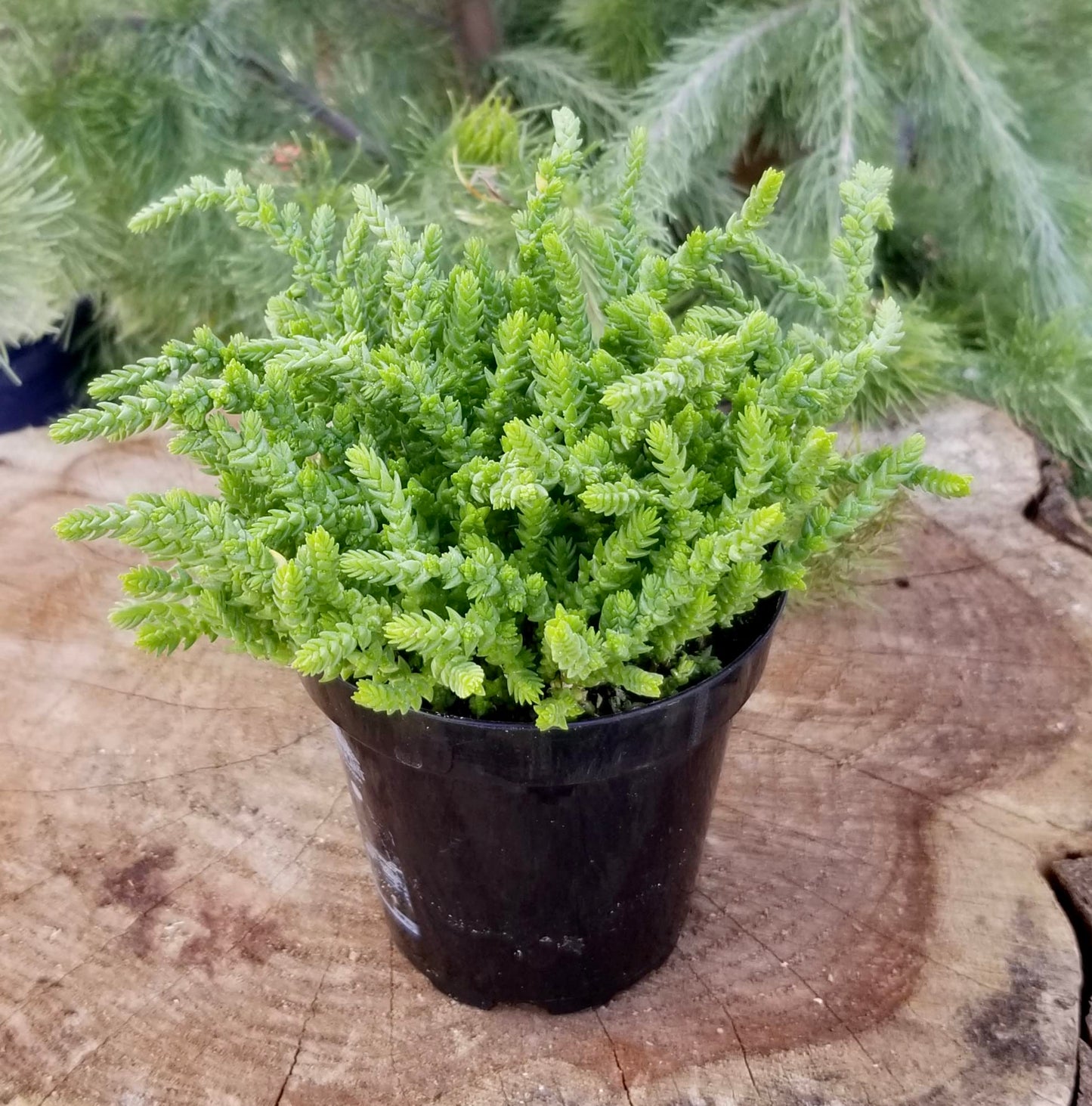 Altman Plants, 3.5" Watch Chain Crassula Live Succulent Plant Succulent Plants, Live Succulents Plants Live Indoor Plants Live Houseplants Live Indoor House Plants Indoors, Live Plants Indoor Plants