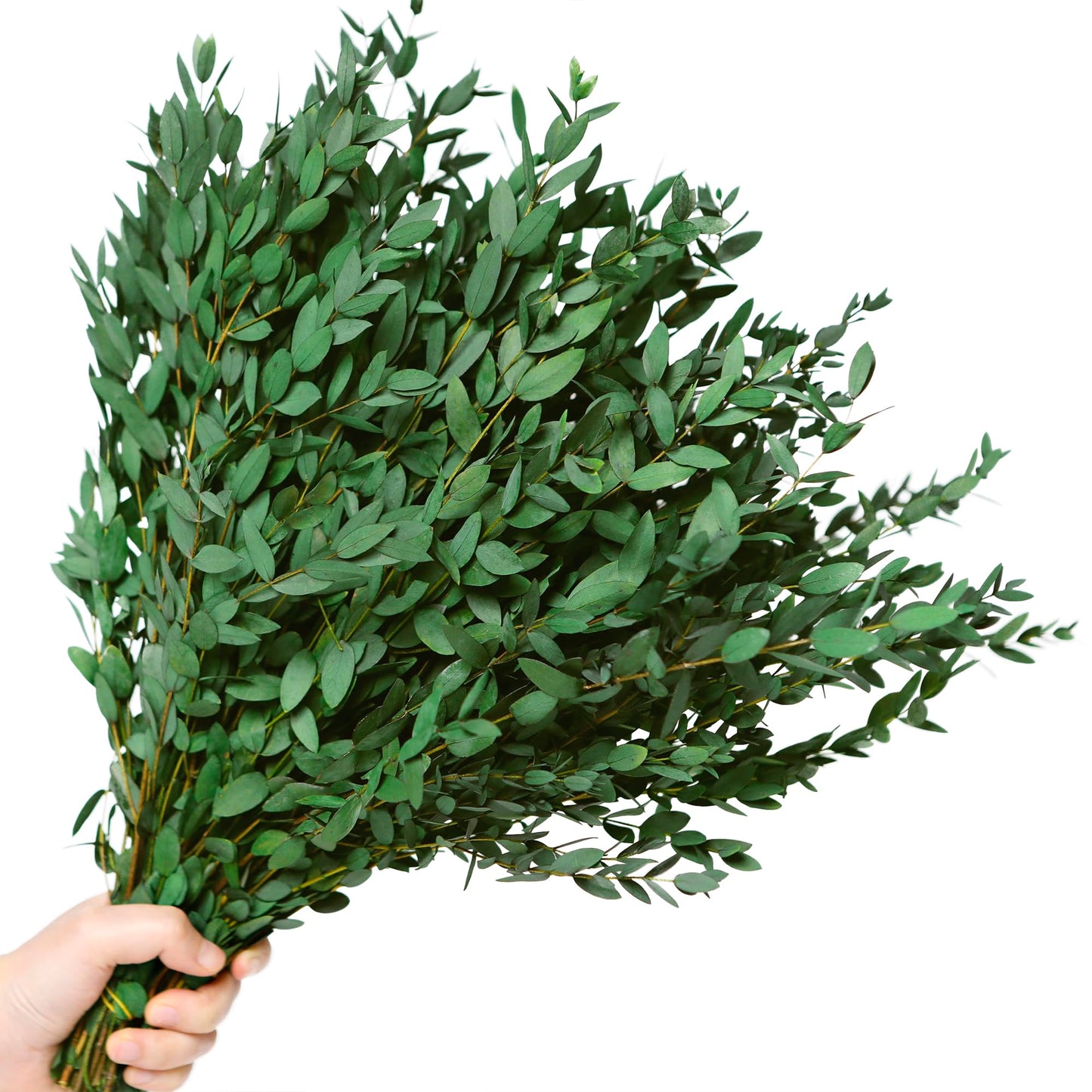 20+ Small Dried Eucalyptus Stems, 7-14 Pcs Preserved Greenery Plants Branches, 17'' Natural Real Eucalyptus Bundles for Shower, Green Leaves Plant for Arrangement, Wedding, Office, Home Decor(4oz)