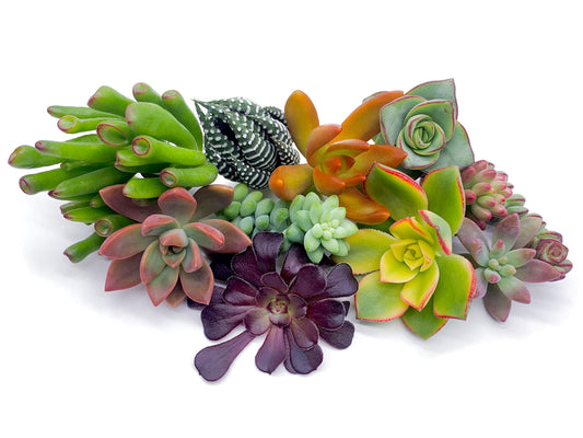 7 Live Succulent Cuttings, NO Roots on Plants, Succulents Plants Live, Great for Terrariums, Mini Garden Starter Plants by The Succulent Cult