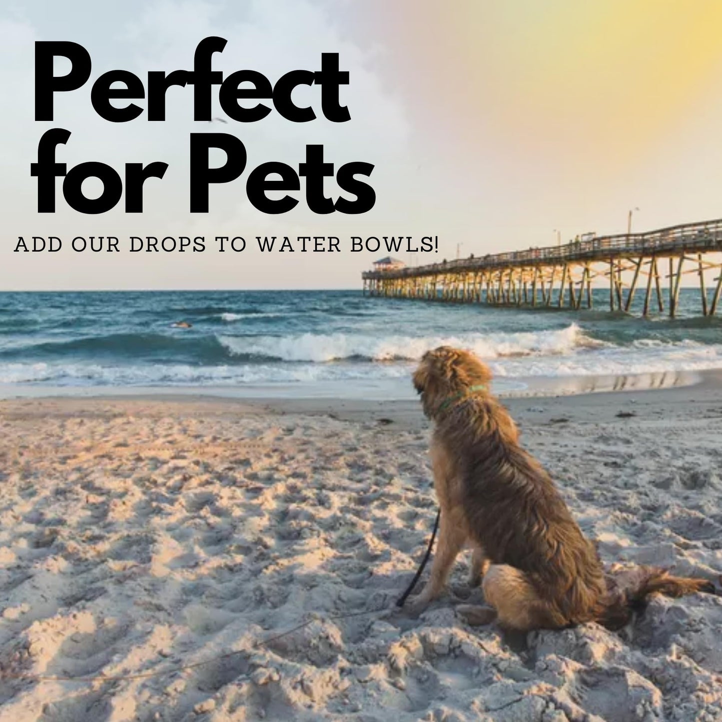 82 Minerals French Grey Sea Salt | Premium Hand-Harvested Sel Gris | 4oz Coarse Mineral & Electrolyte Finishing Salt