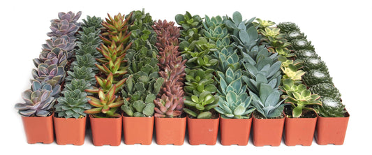 Shop Succulents Assorted Succulent Plant Pack Bulk Collection - Live Mini Succulent Plants, Low Maintenance, Mixture of Colors & Textures - Wedding and Party Favors, Gift & Garden, Pack of 32
