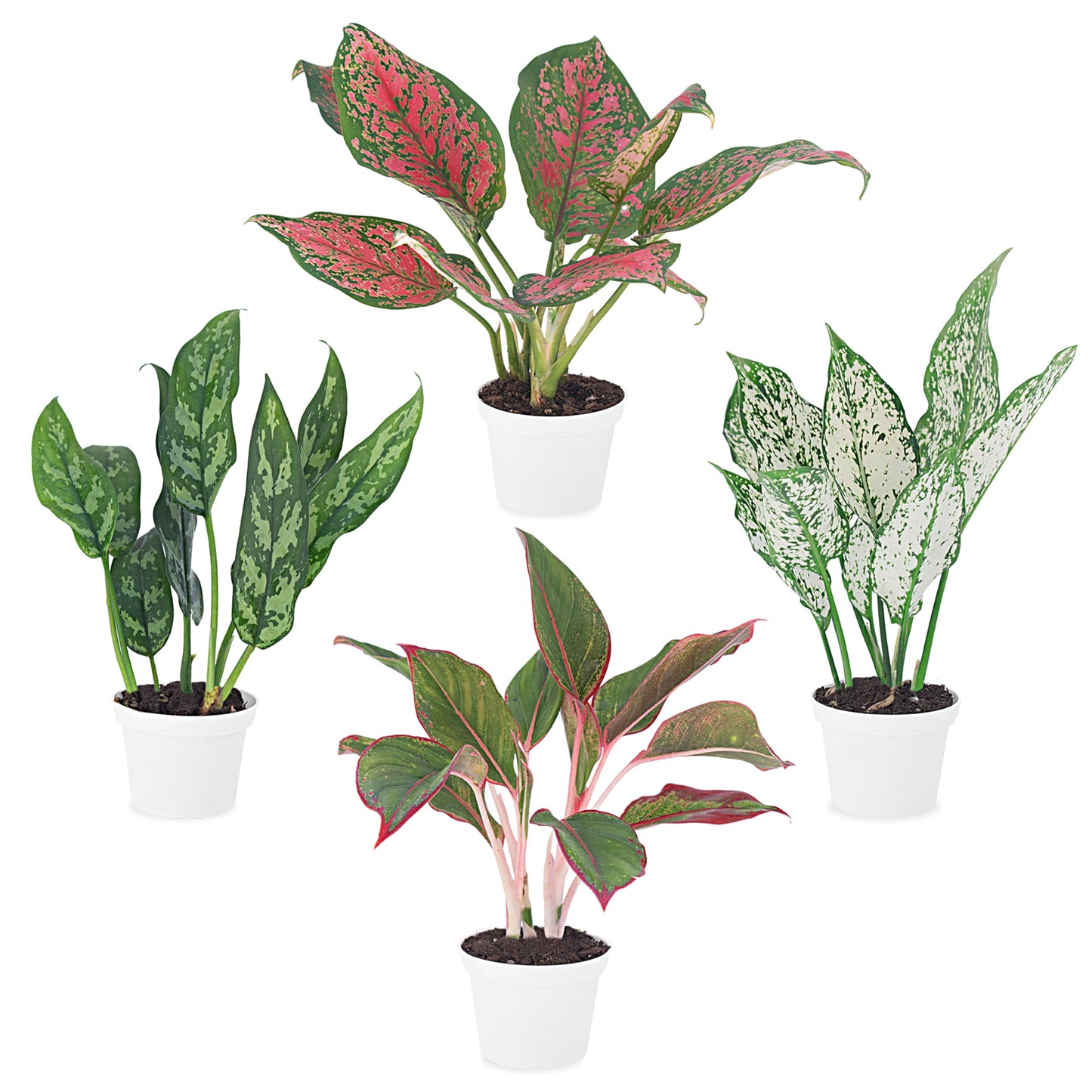 Aglaonema Live Plant Collection (4-Pack) - Chinese Evergreen Plants in 2-Inch Pots | Easy-Care Indoor Houseplants | Perfect for Low Light, Office Decor, and Air Purification