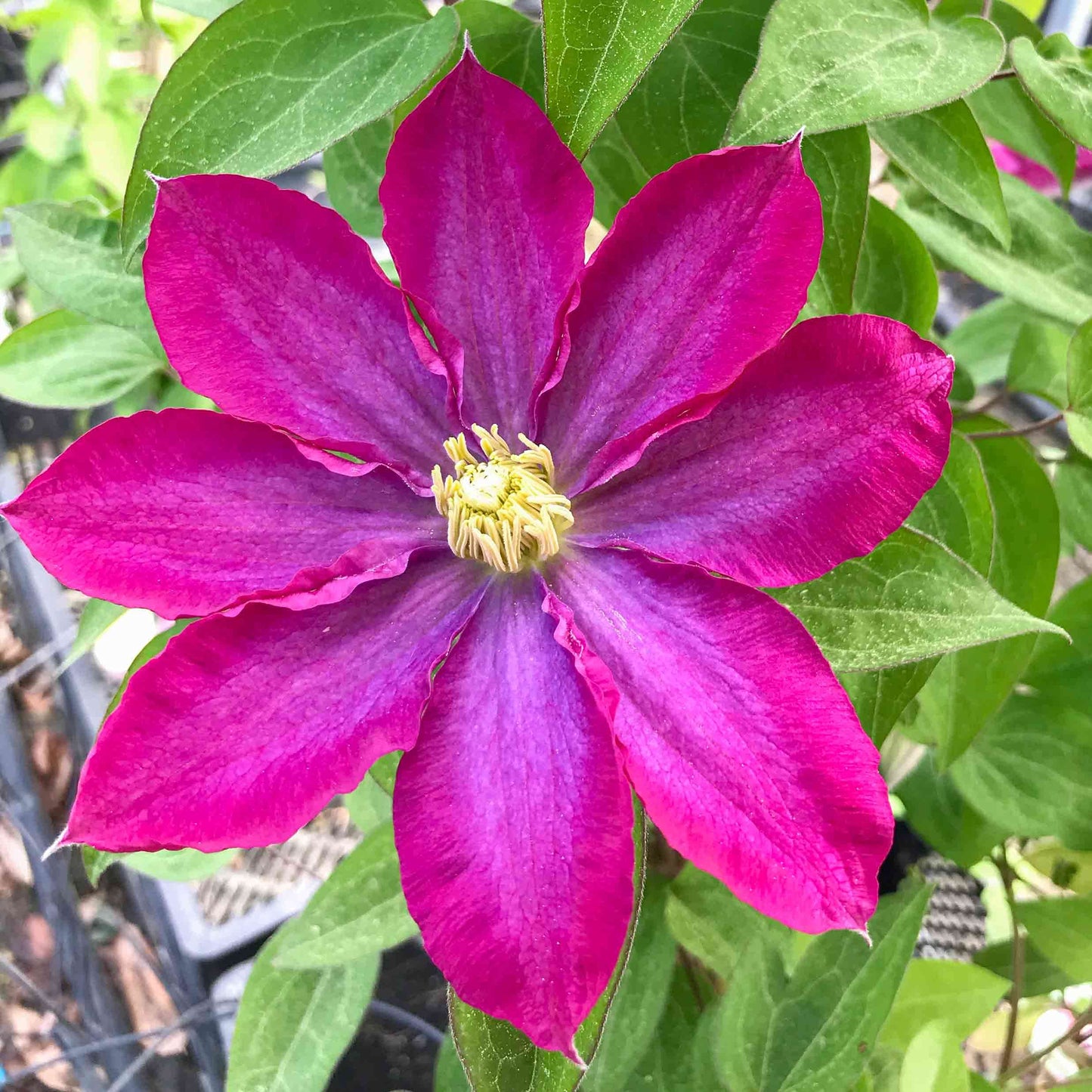Clematis Pink Champagne - Live Plant in a 4 Inch Growers Pot - Clematis x 'Kakio' - Starter Plants Ready for The Garden - Beautiful Deep Pink Flowering Vine